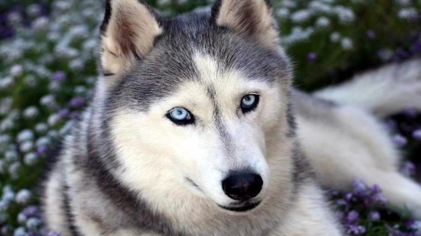 1366x768 06 08 2018 HD Photo Collection, Baby Huskies Wallpaper