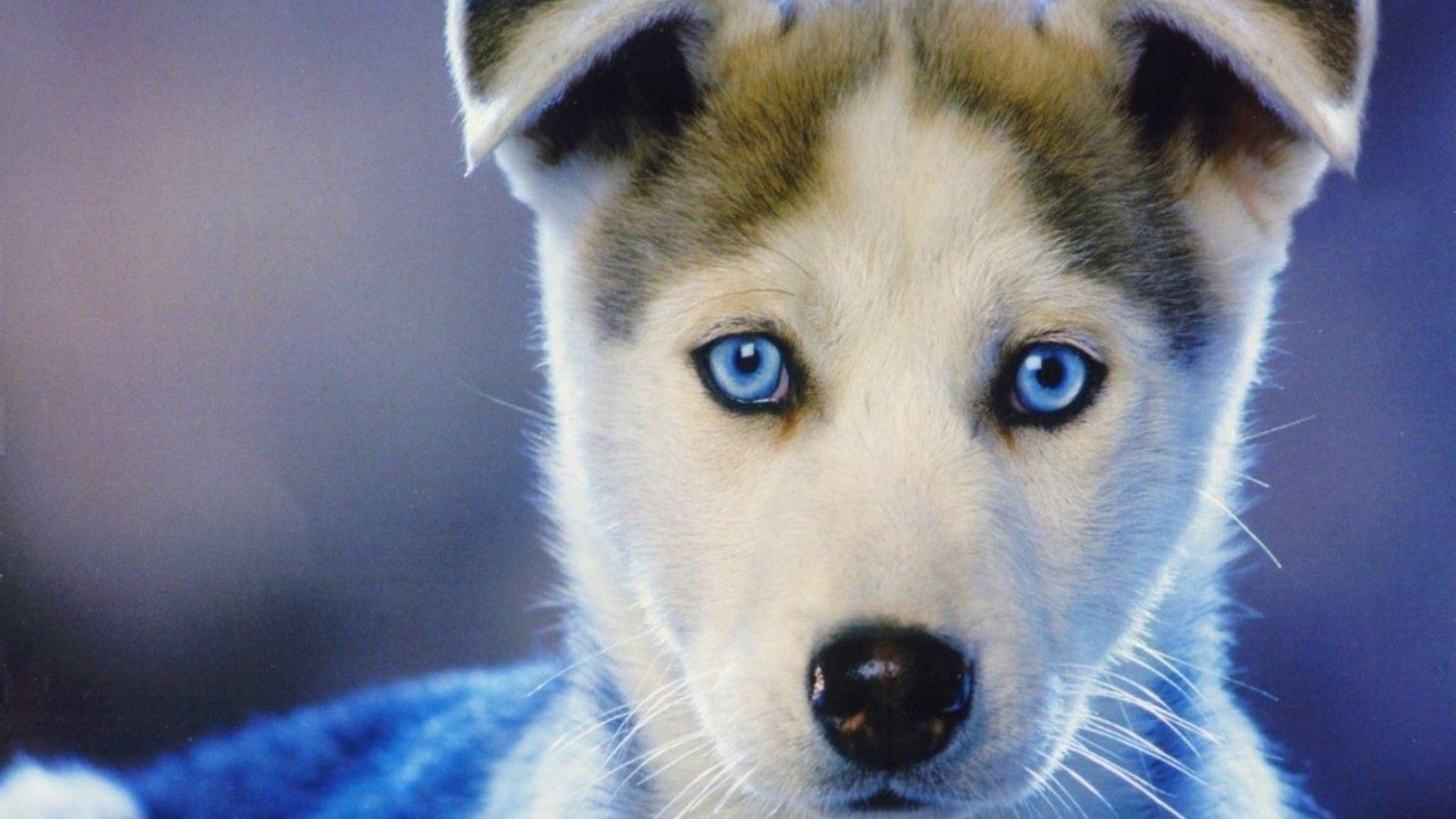 1920x1080 1920x1080 dog siberian husky puppies animals baby