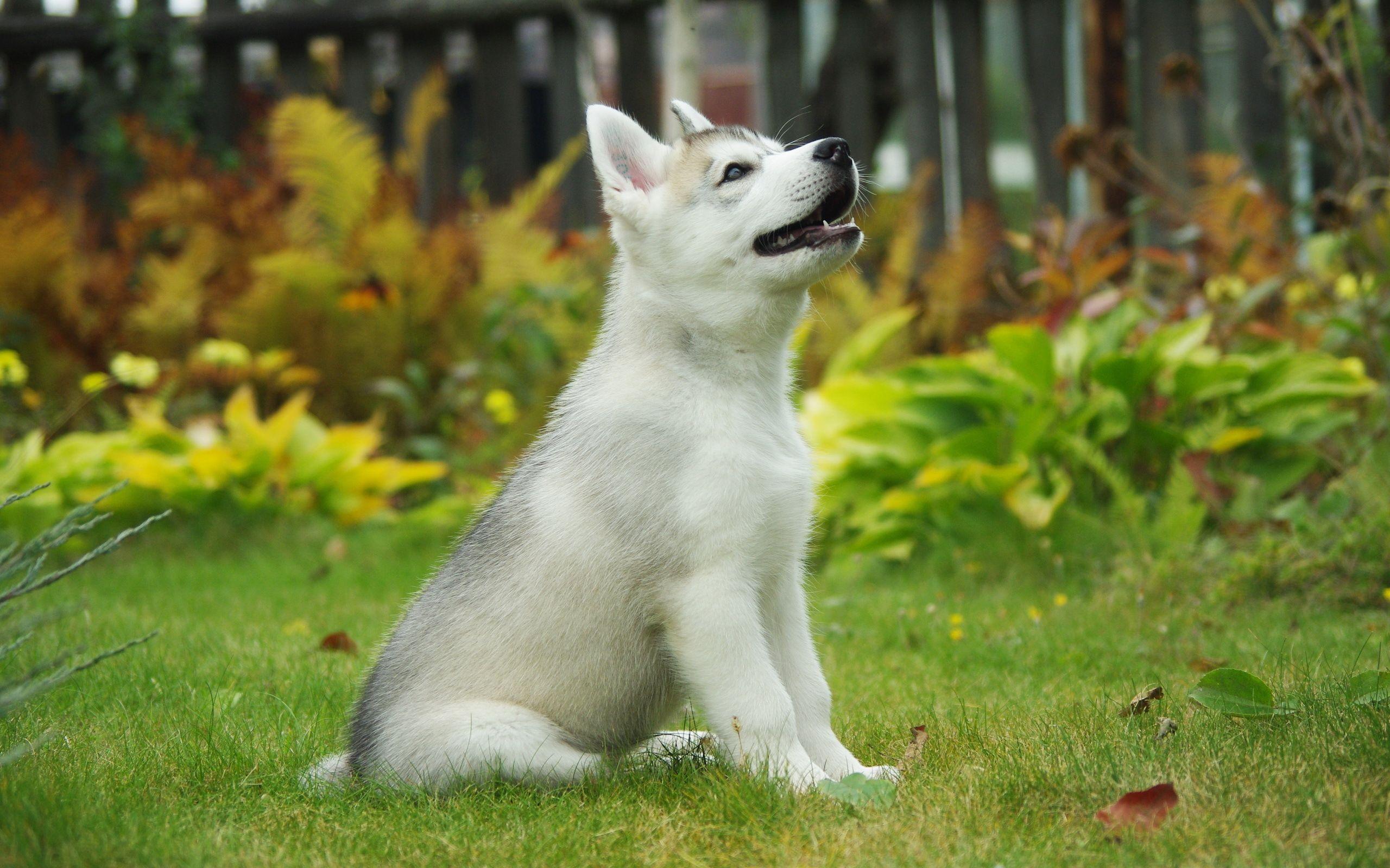 White Husky Wallpapers - Top Free White Husky Backgrounds - WallpaperAccess