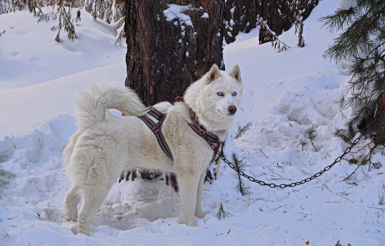 1332x850 Wallpaper dog, white, forest, husky, dog, snow, husky, friend