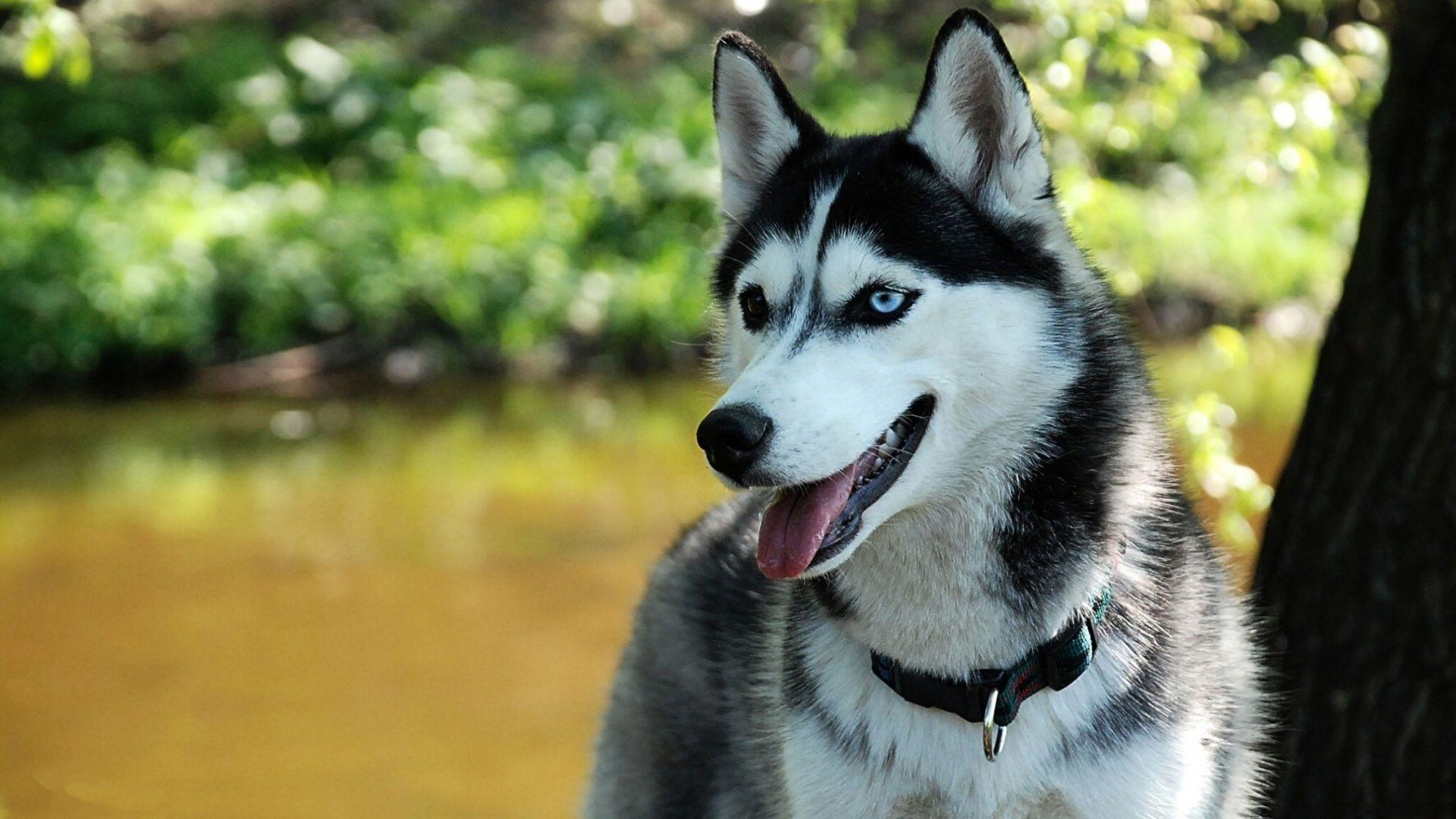 1920x1080 Husky Wallpaper