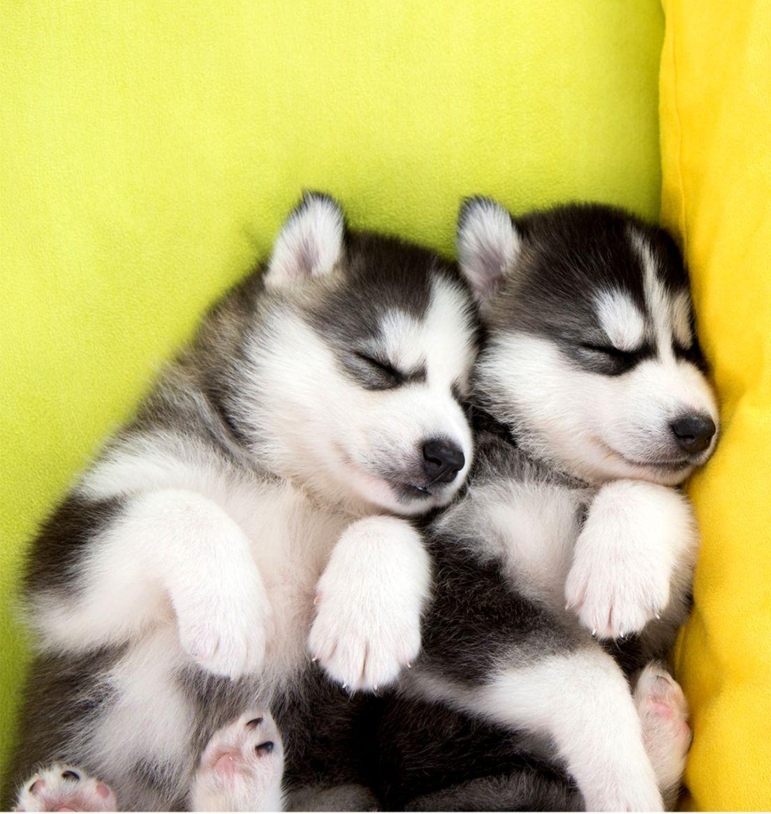 Lazy Husky Puppies Cute