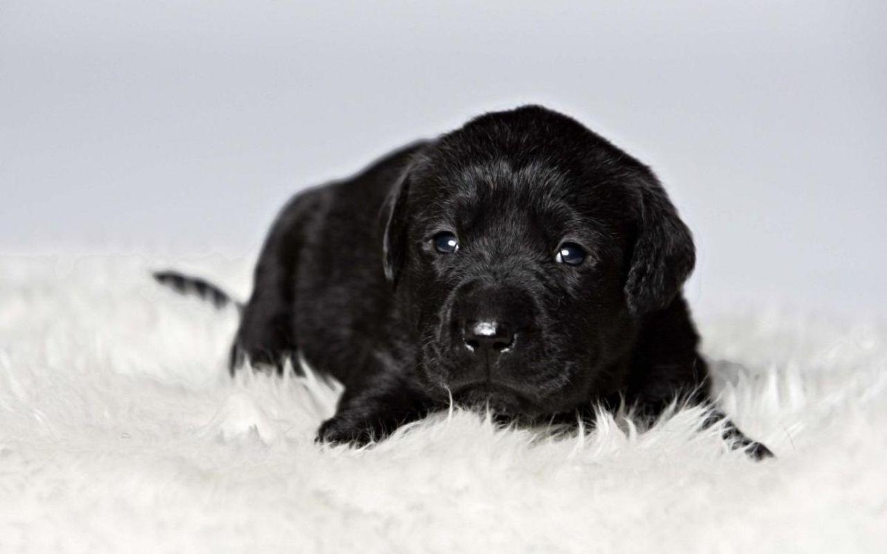 1280x800 Adorable Black Lab wallpaperx800
