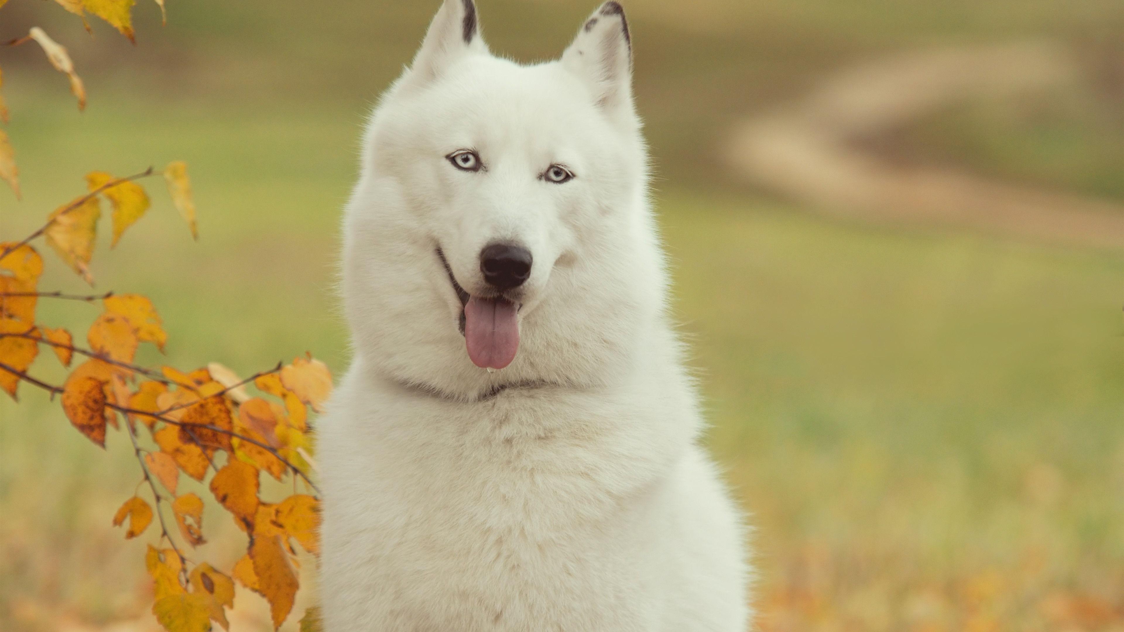3840x2160 Wallpaper White husky dog, hazy 3840x2160 UHD 4K Picture, Image