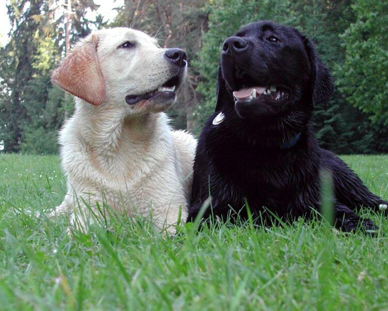 1280x1024 Labrador Wallpaper