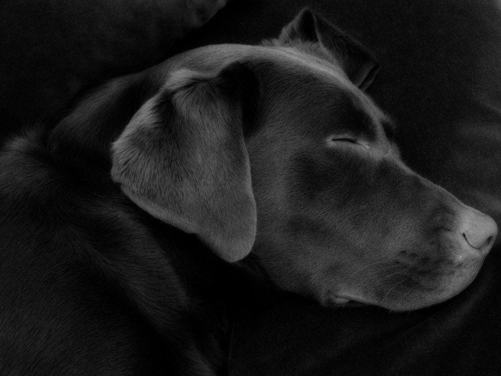 1024x768 Free download Brown Labrador Photo Desktop Background