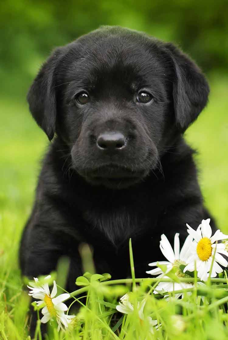 750x1117 Break time yellow obediant labrador wallpaper. Funny