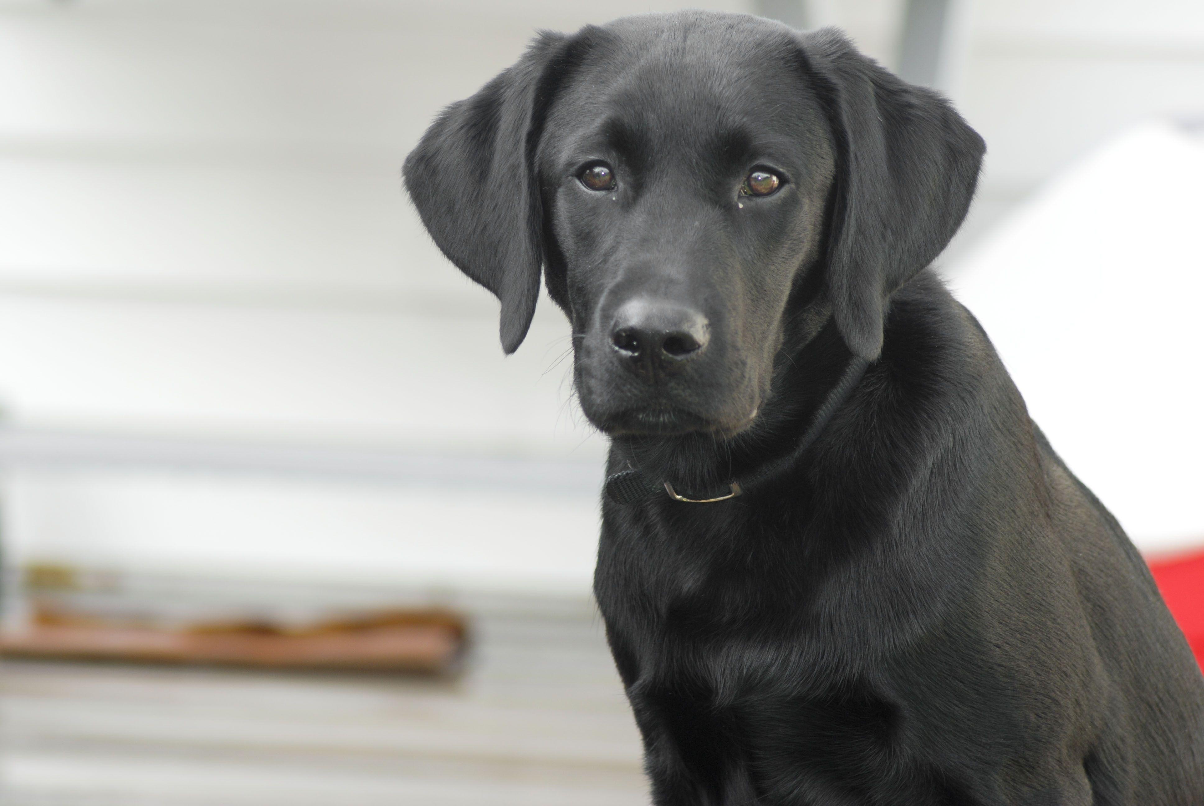 3872x2592 black labrador retriever free image