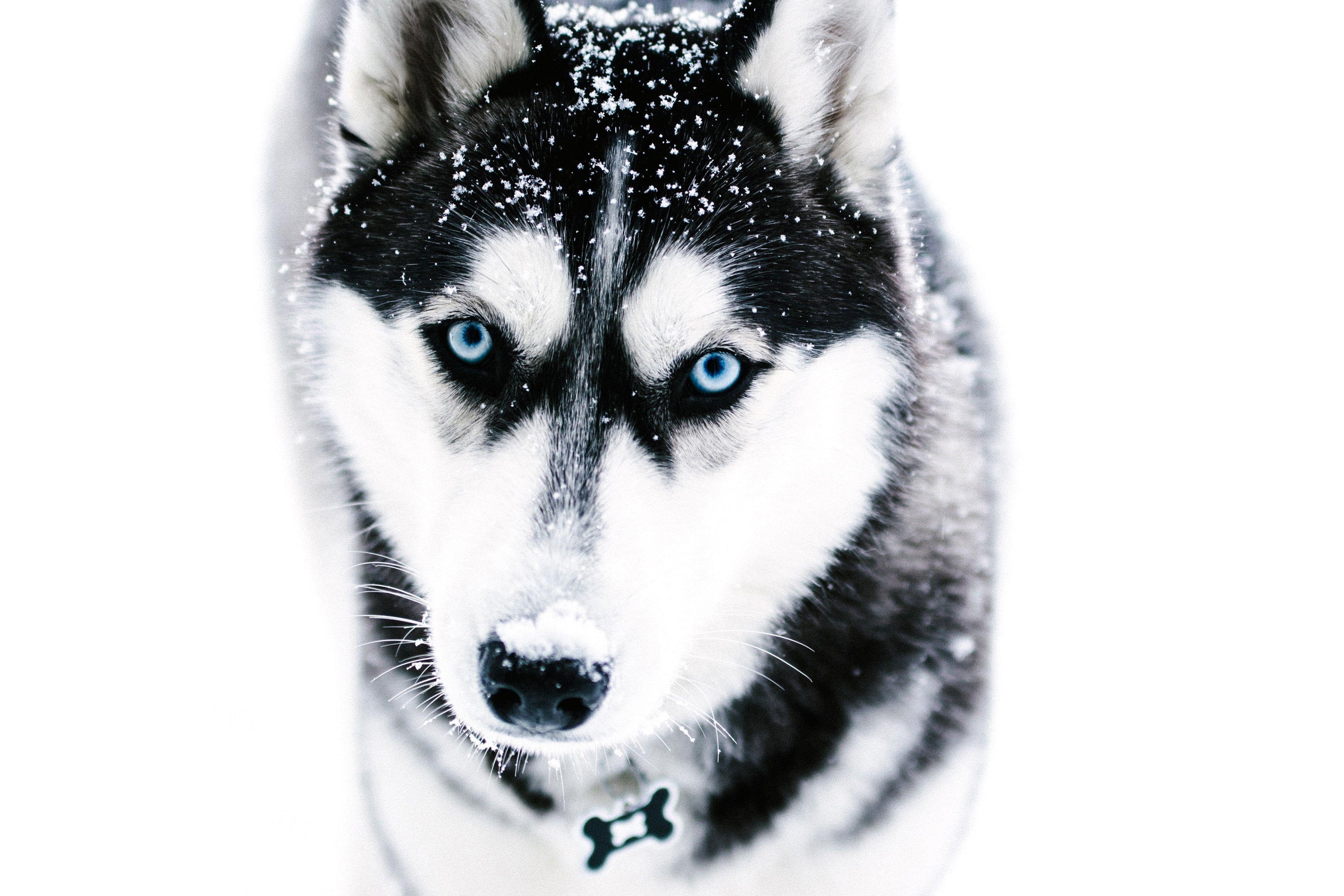 3600x2400 Adult black and white Siberian husky HD wallpaper