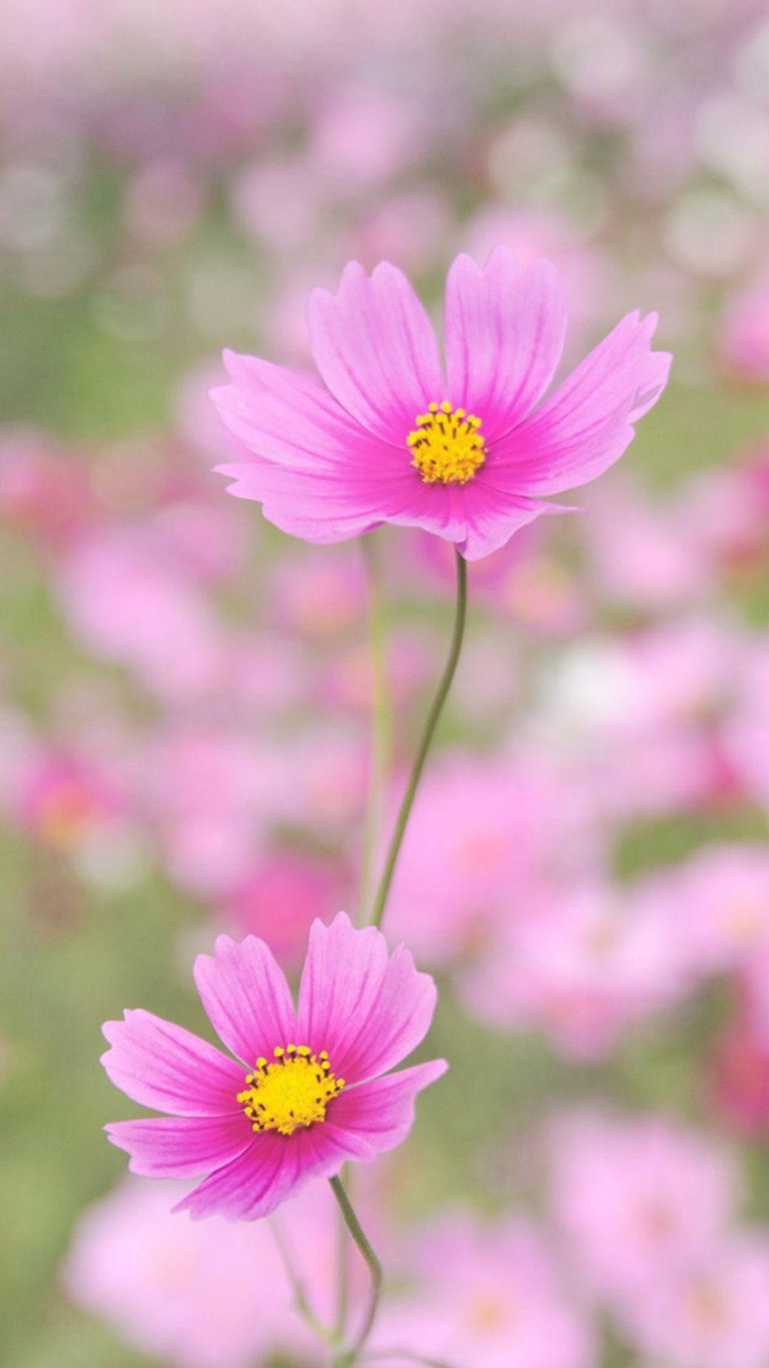 1080x1920 Nature Happy Gesang Flower iPhone 8 Wallpaper Free Download
