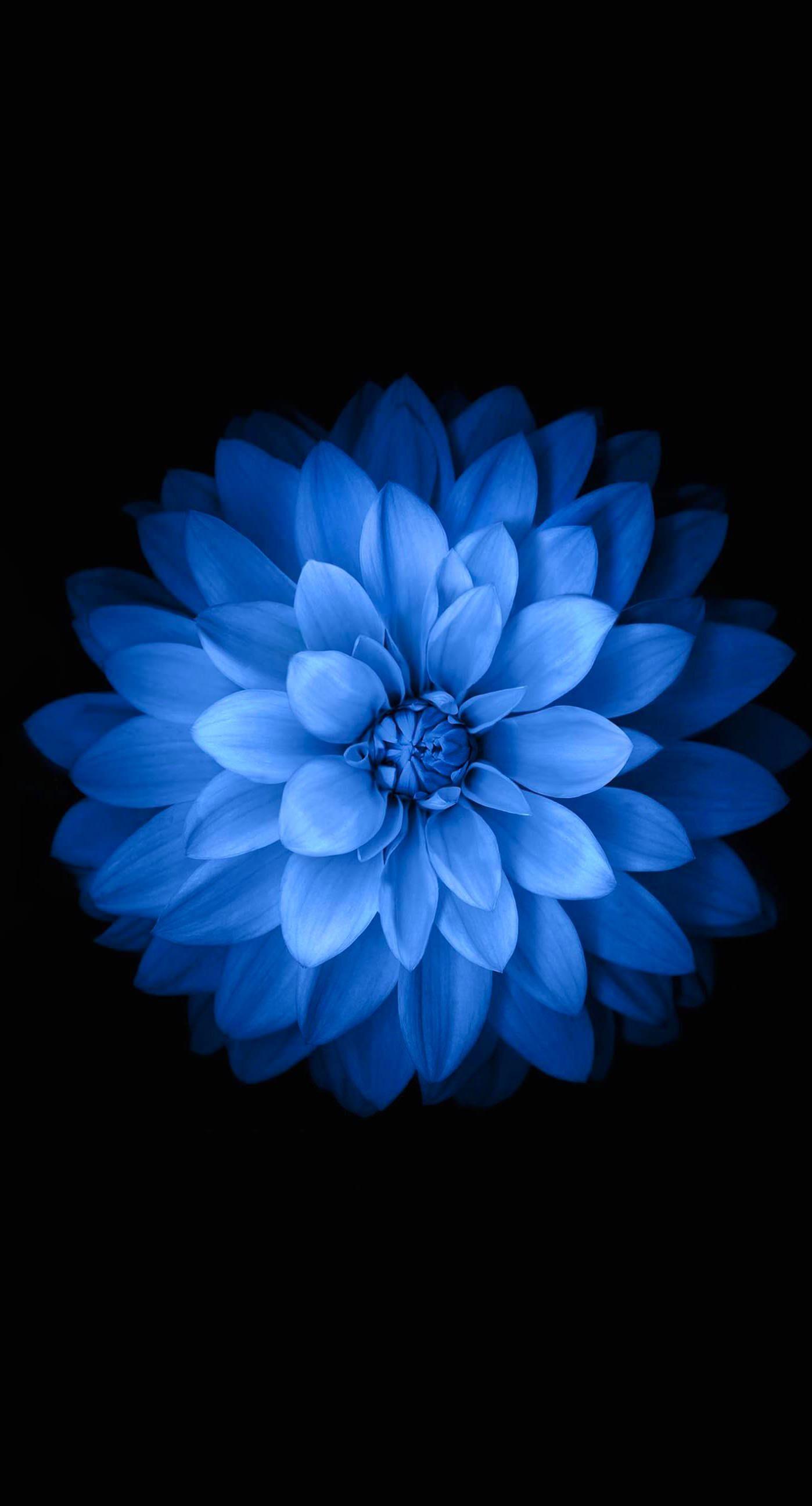 1398x2592 Blue black flower. wallpaper.sc iPhone6sPlus