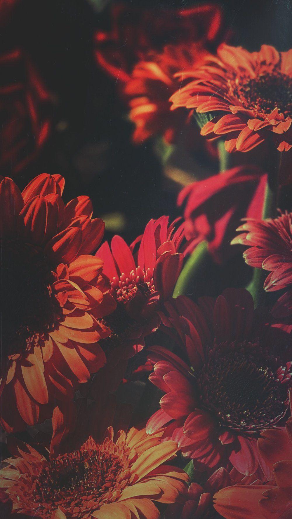 1000x1779 Your Weekly Wednesday Wallpaper