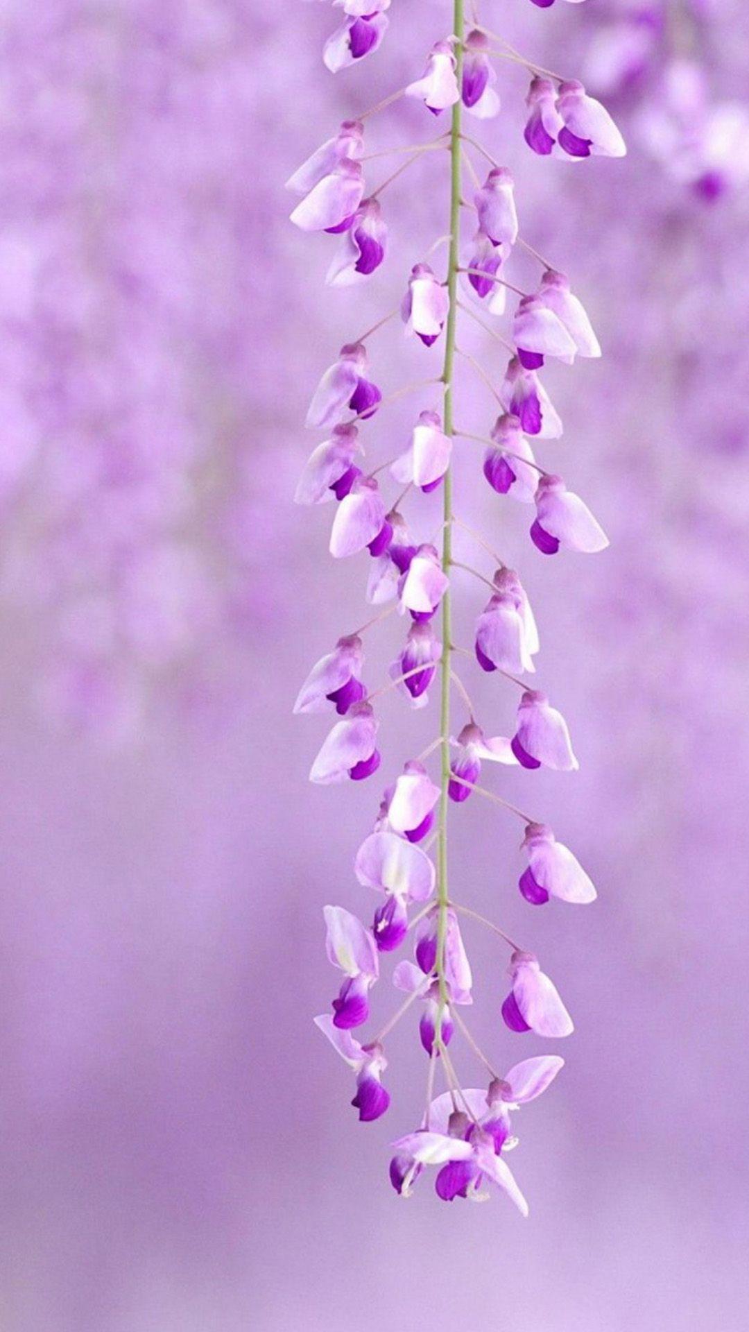 1080x1920 Free download Flower iPhone 6 Plus Wallpaper 01 iPhone 6 Plus
