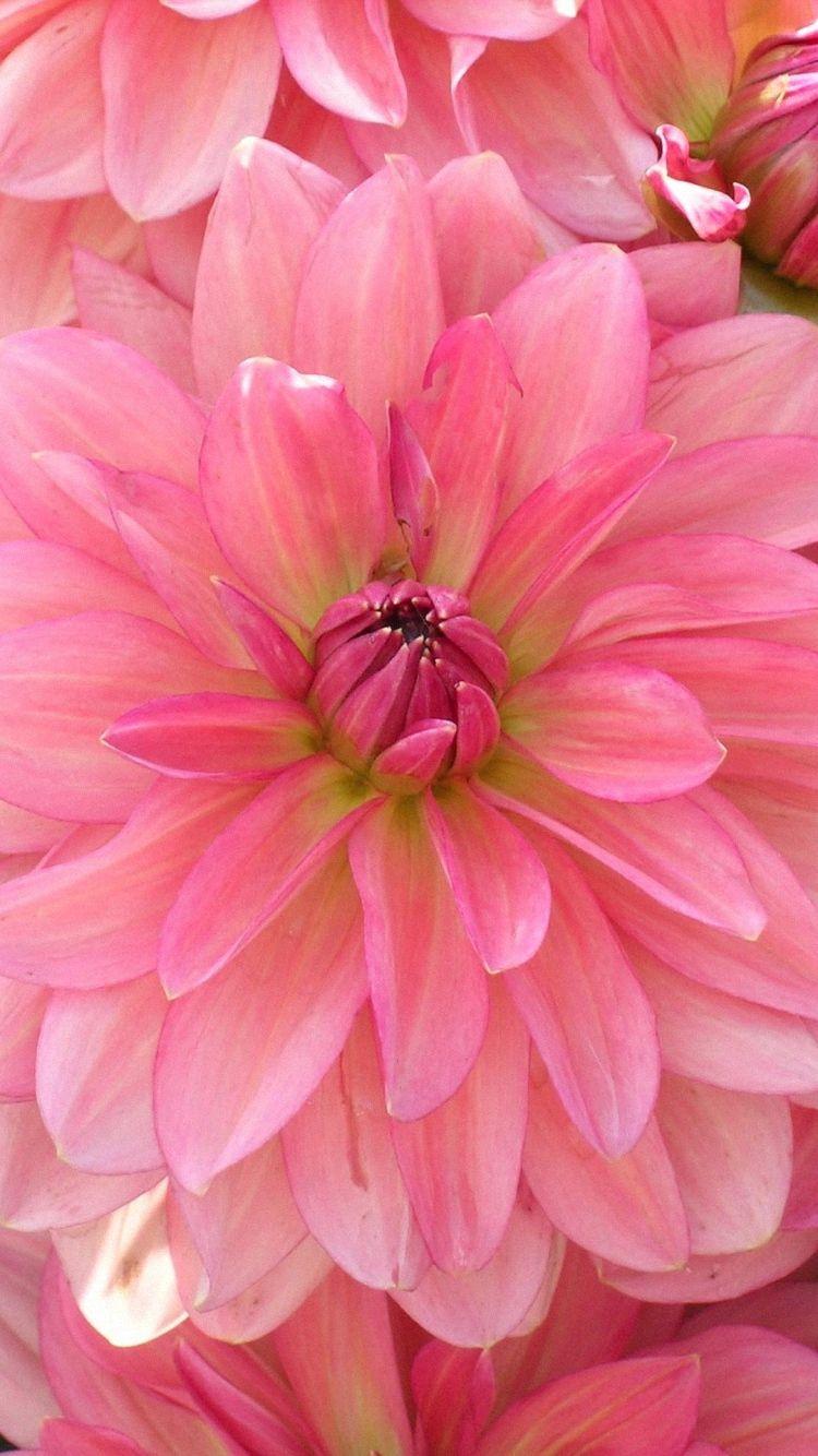 750x1334 Pink Flower iPhone Wallpaper