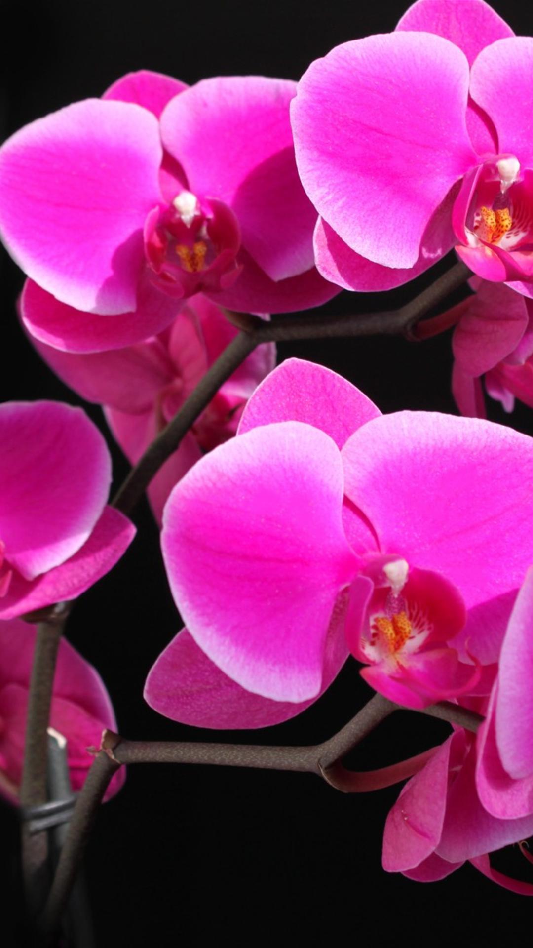 1080x1920 Orchid Flower Bright Crimson iPhone 6 Plus Wallpaper HD