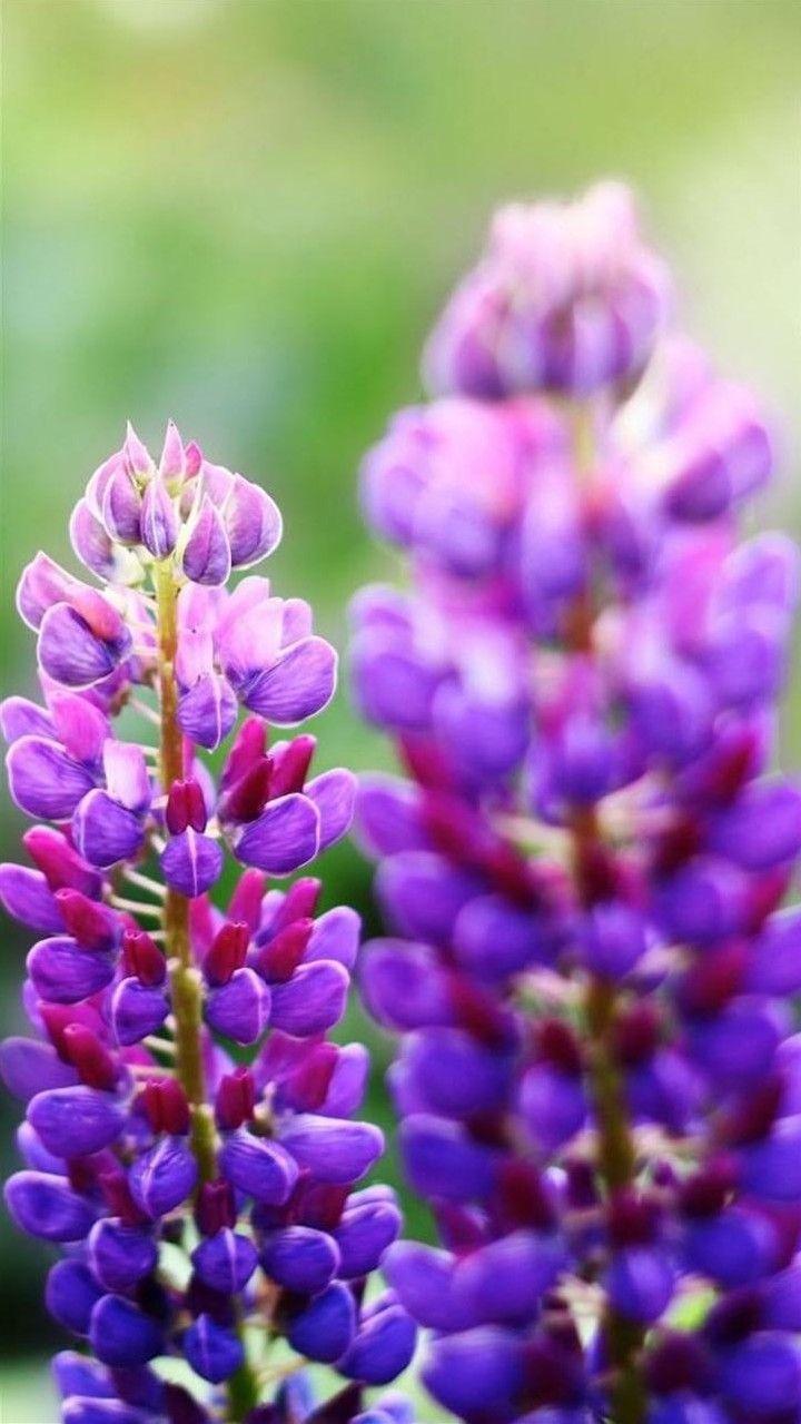 720x1280 Flower Moto G Wallpaper HD Flower Wallpaper