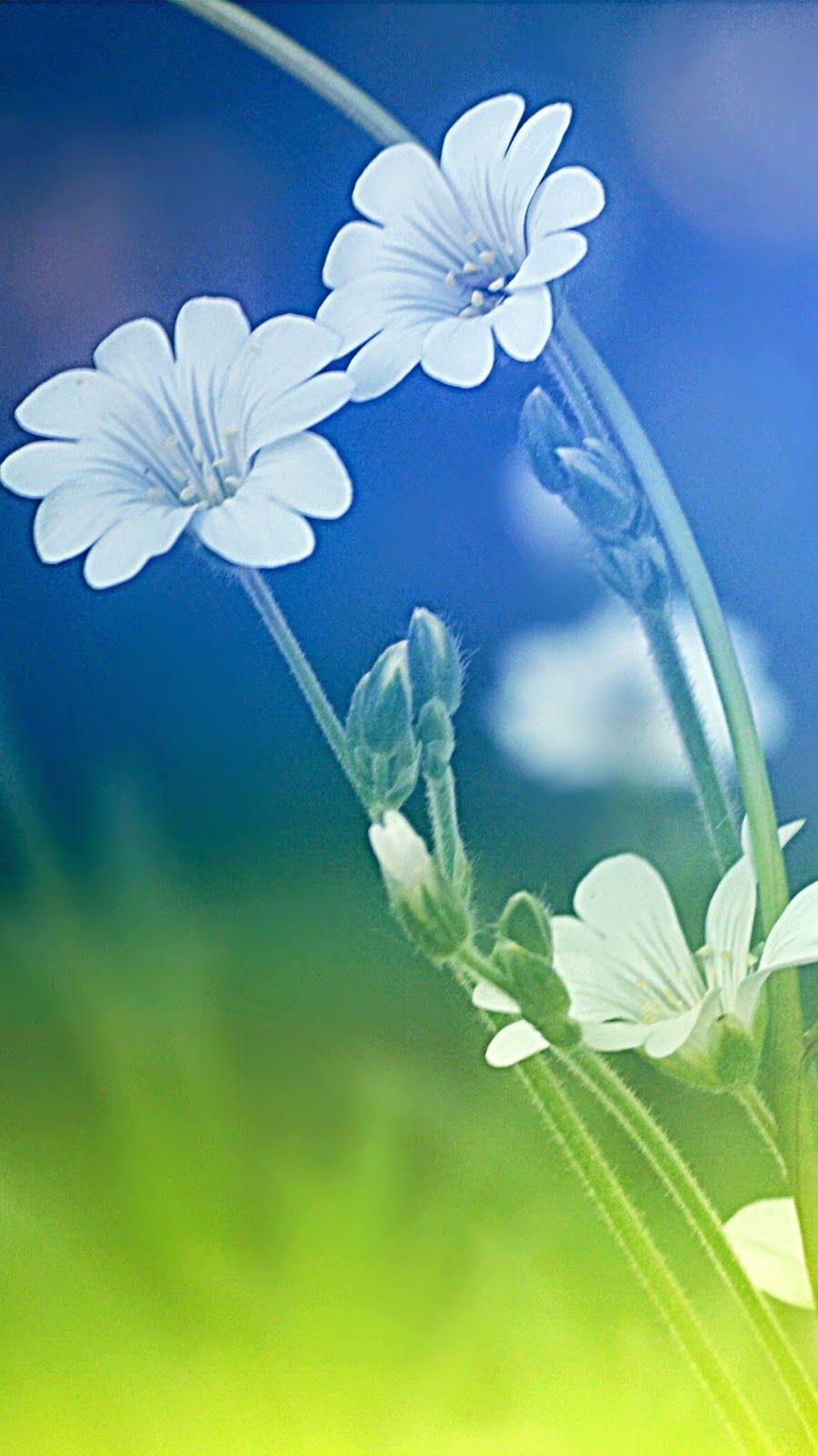 900x1600 iPhone 6 plus wallpaper flowers