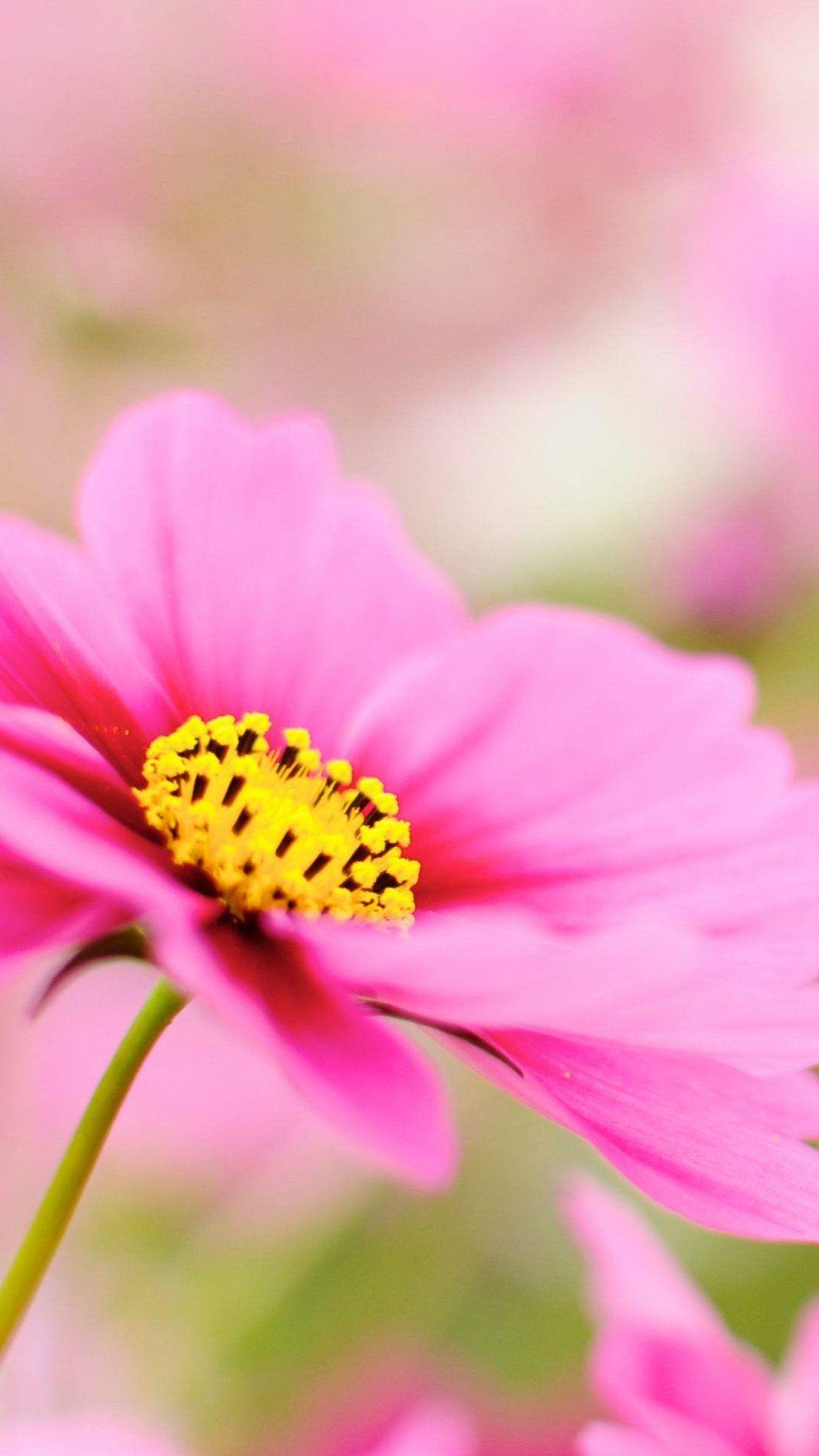1080x1920 Pink Dahlia Macro Flower iPhone 6 Plus HD Wallpaper HD