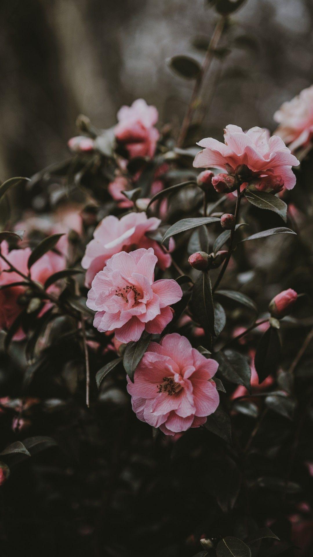 1080x1920 Wallpaper Wild rose, Bush, Pink, Flowers iPhone 6 Plus