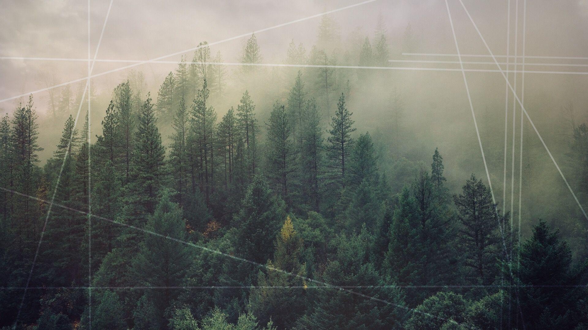 tumblr backgrounds forest