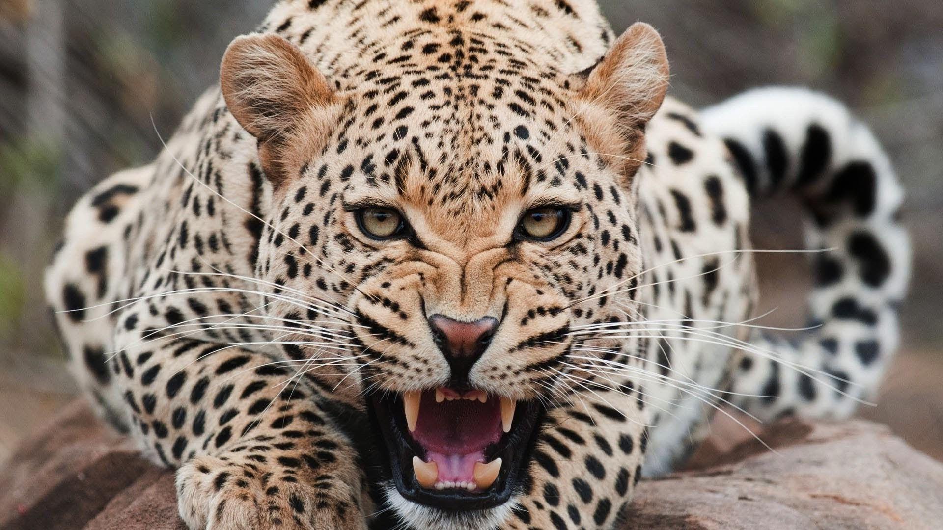 1920x1080 Download HD Wallpaper Of 182992 Jaguar, Animals. Free