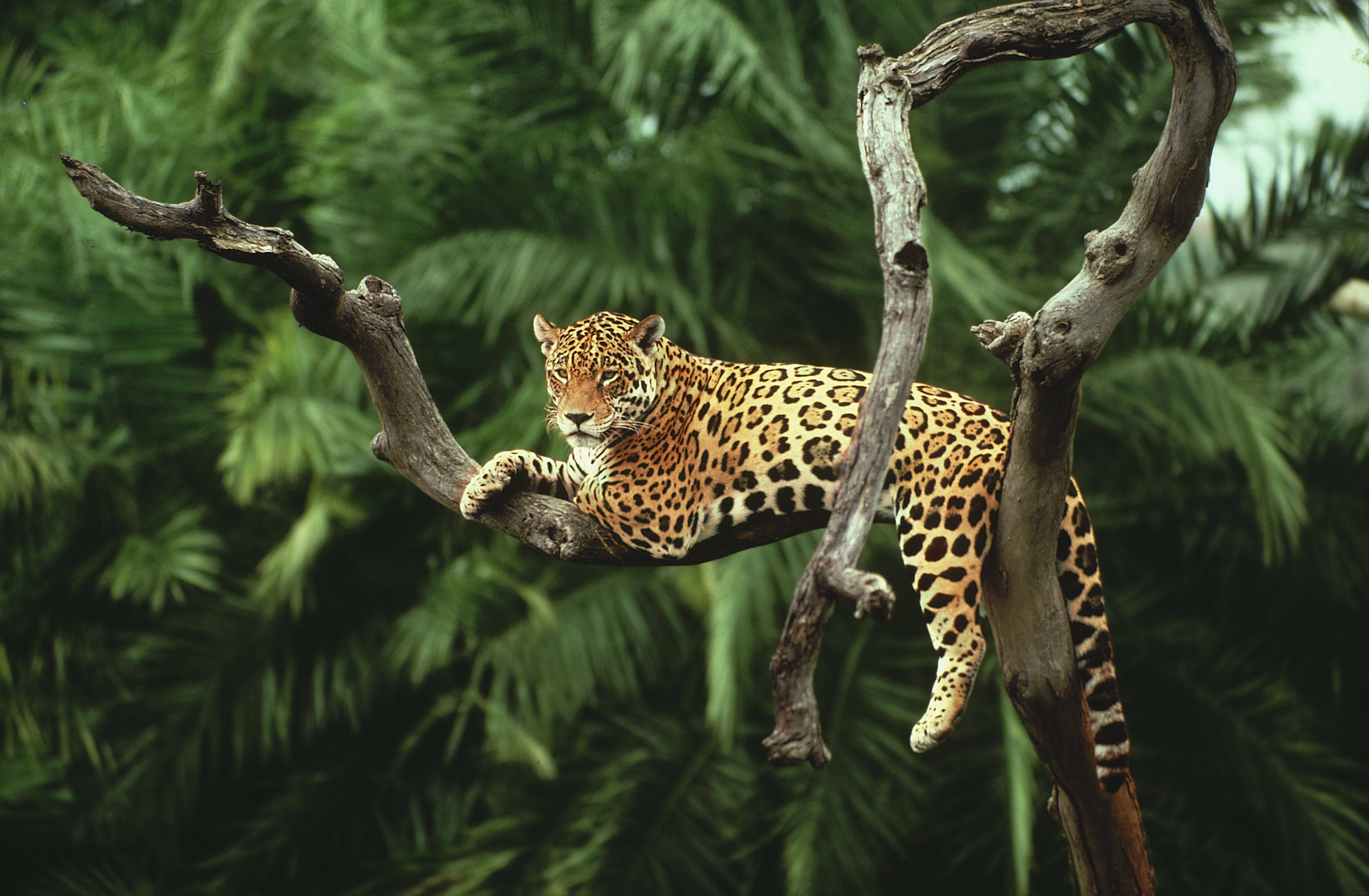 4648x3042 Jaguar HD Wallpaper Jaguar On Tree HD Desktop
