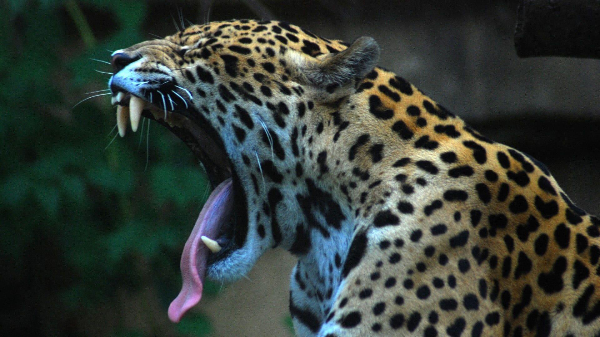 1920x1080 Leopard animal, jaguars, animals, nature HD wallpaper