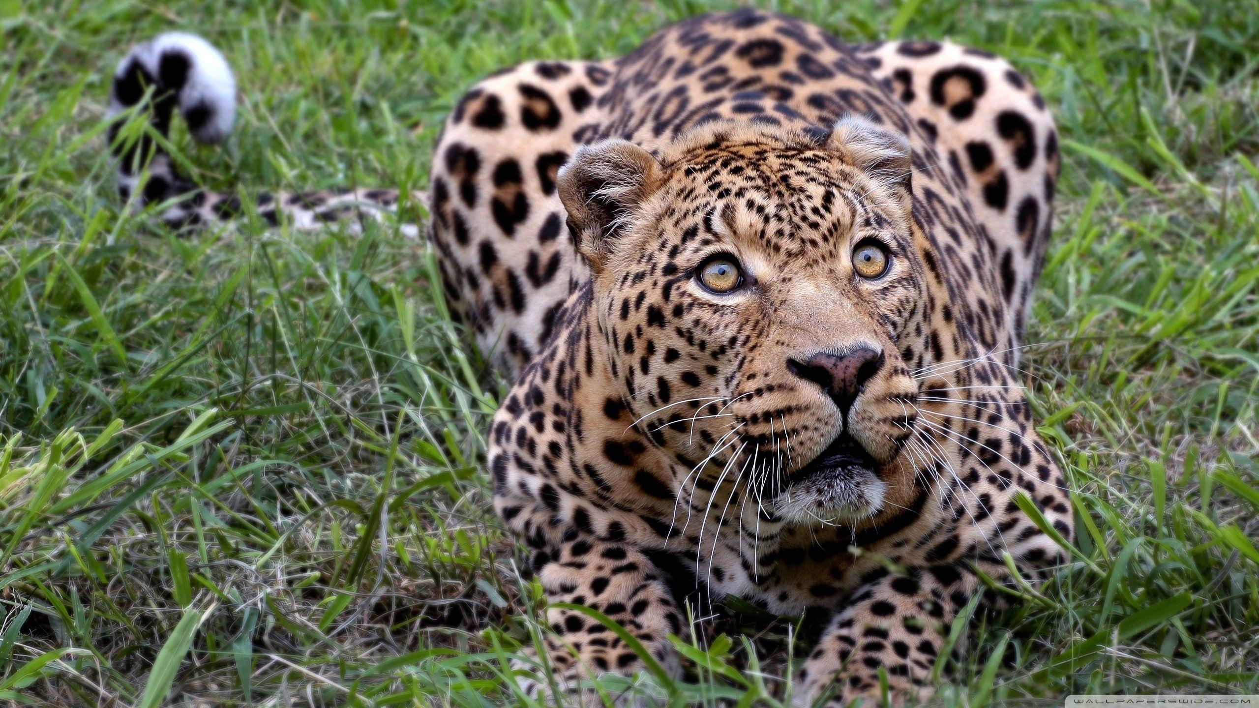 2560x1440 Jaguar Animal ❤ 4K HD Desktop Wallpaper for 4K Ultra HD TV