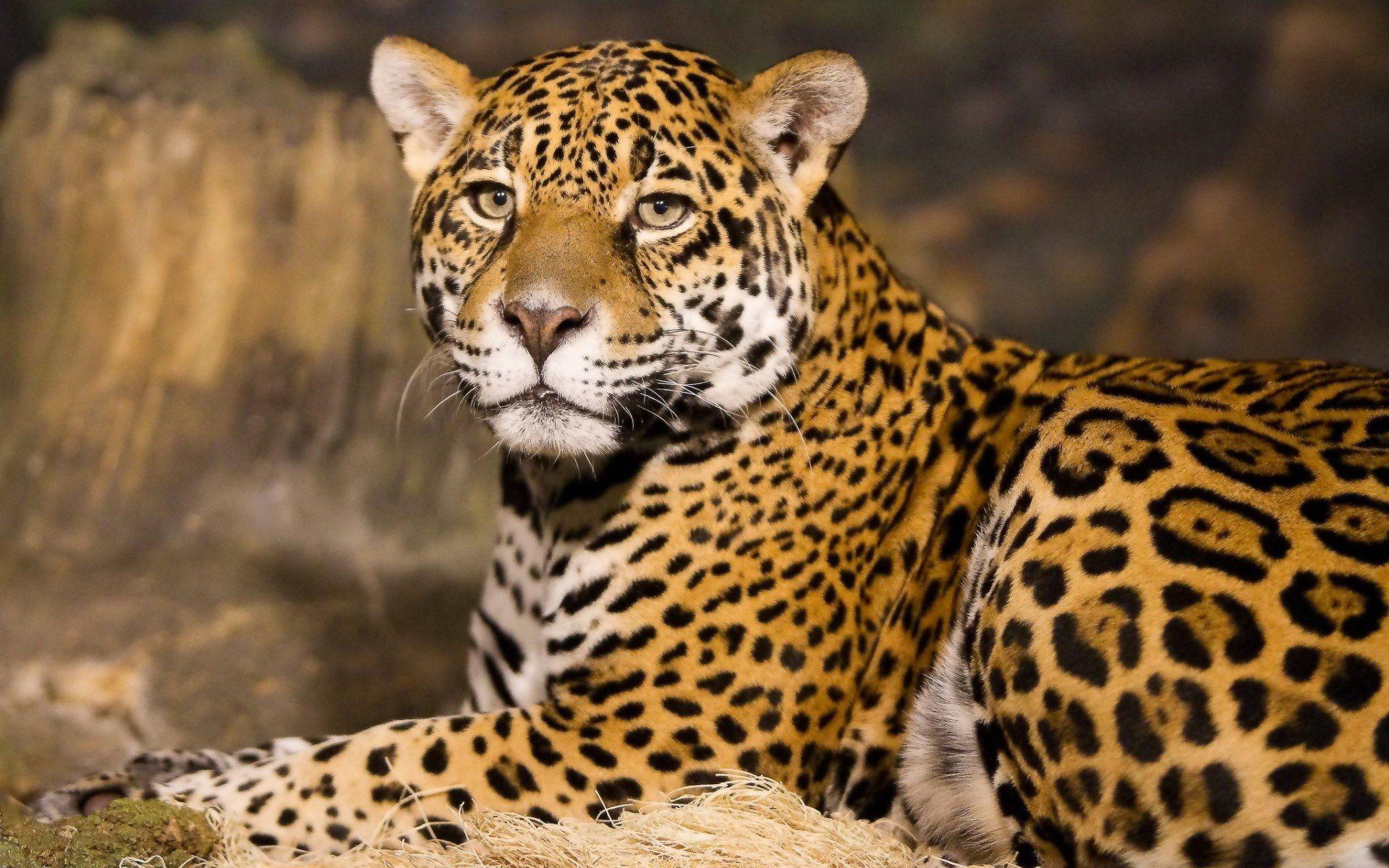 Jaguar Cat Wallpapers Top Free Jaguar Cat Backgrounds Wallpaperaccess