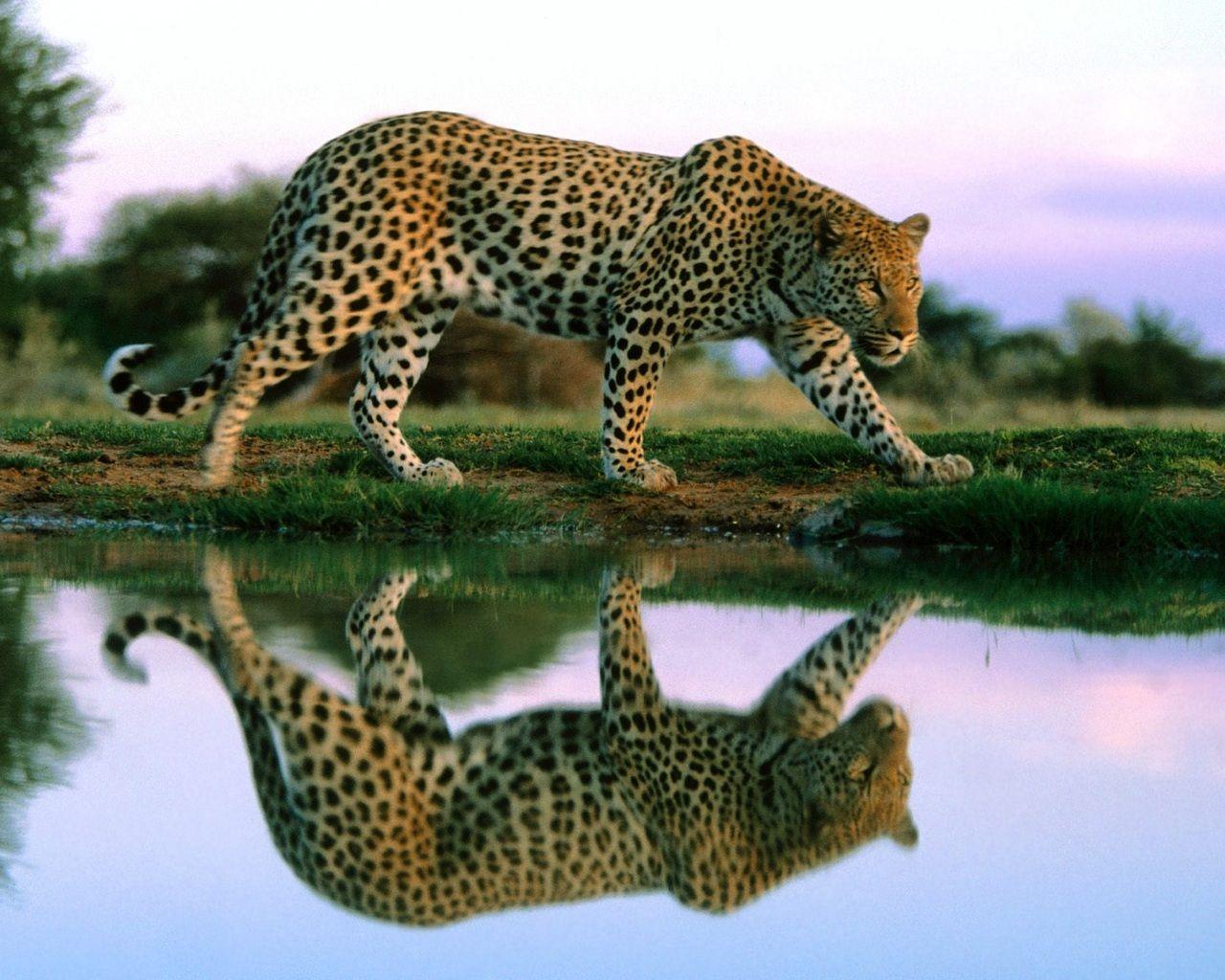 1280x1024 Jaguar Wallpaper