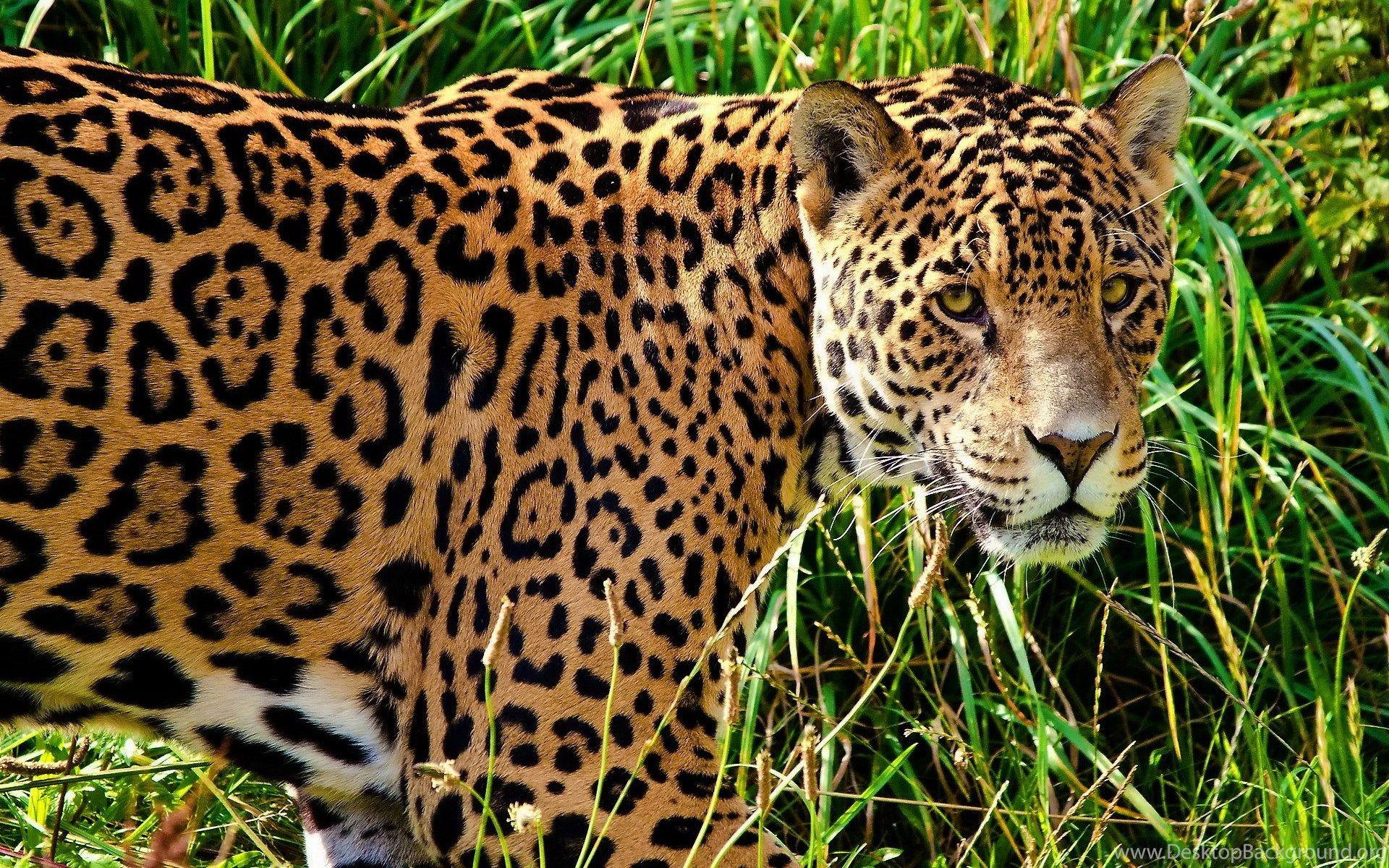 1920x1200 Jaguar Animal HD Wallpaper Free Download 1080p Widescreen