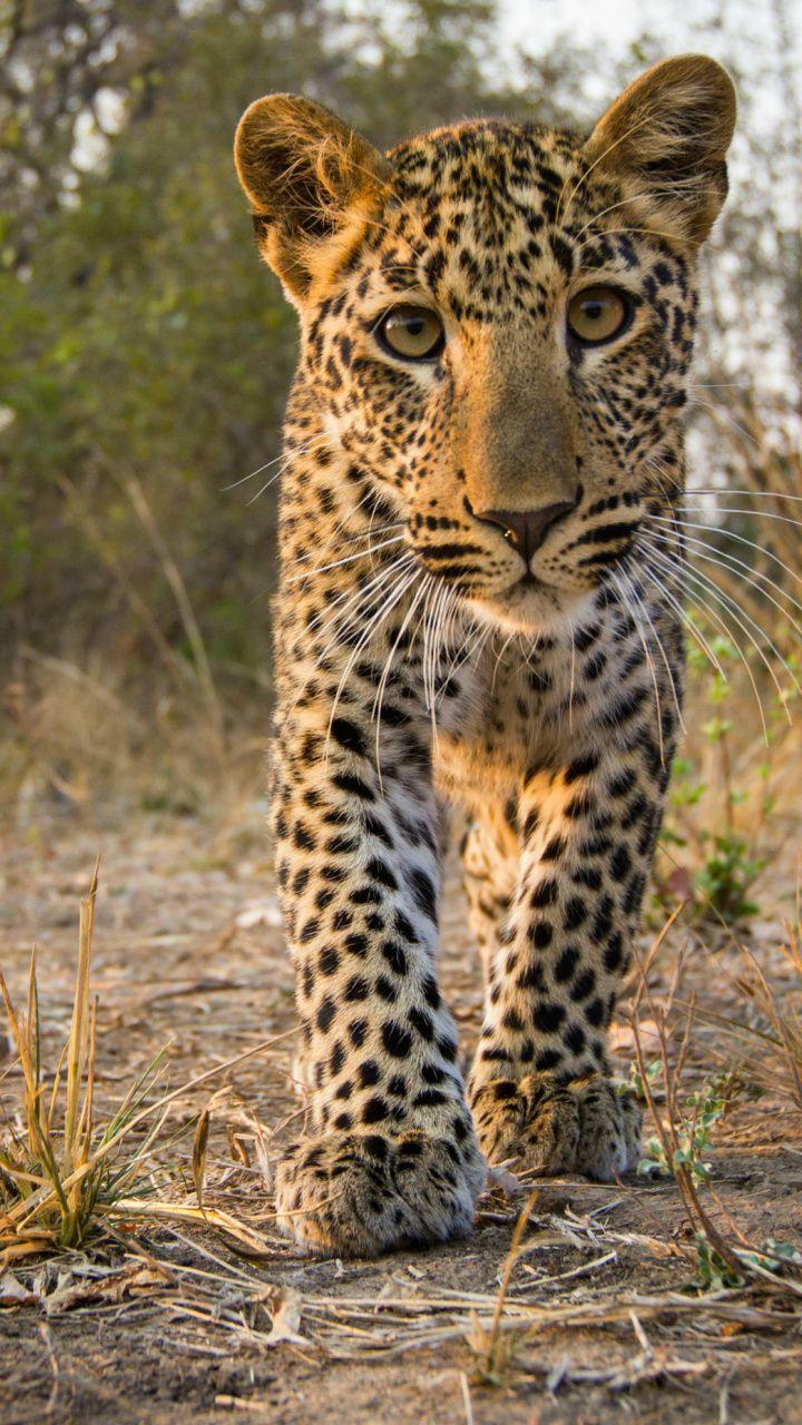 720x1280 Jaguar, Cat, Cheetah, Terrestrial Animal, Tiger HD