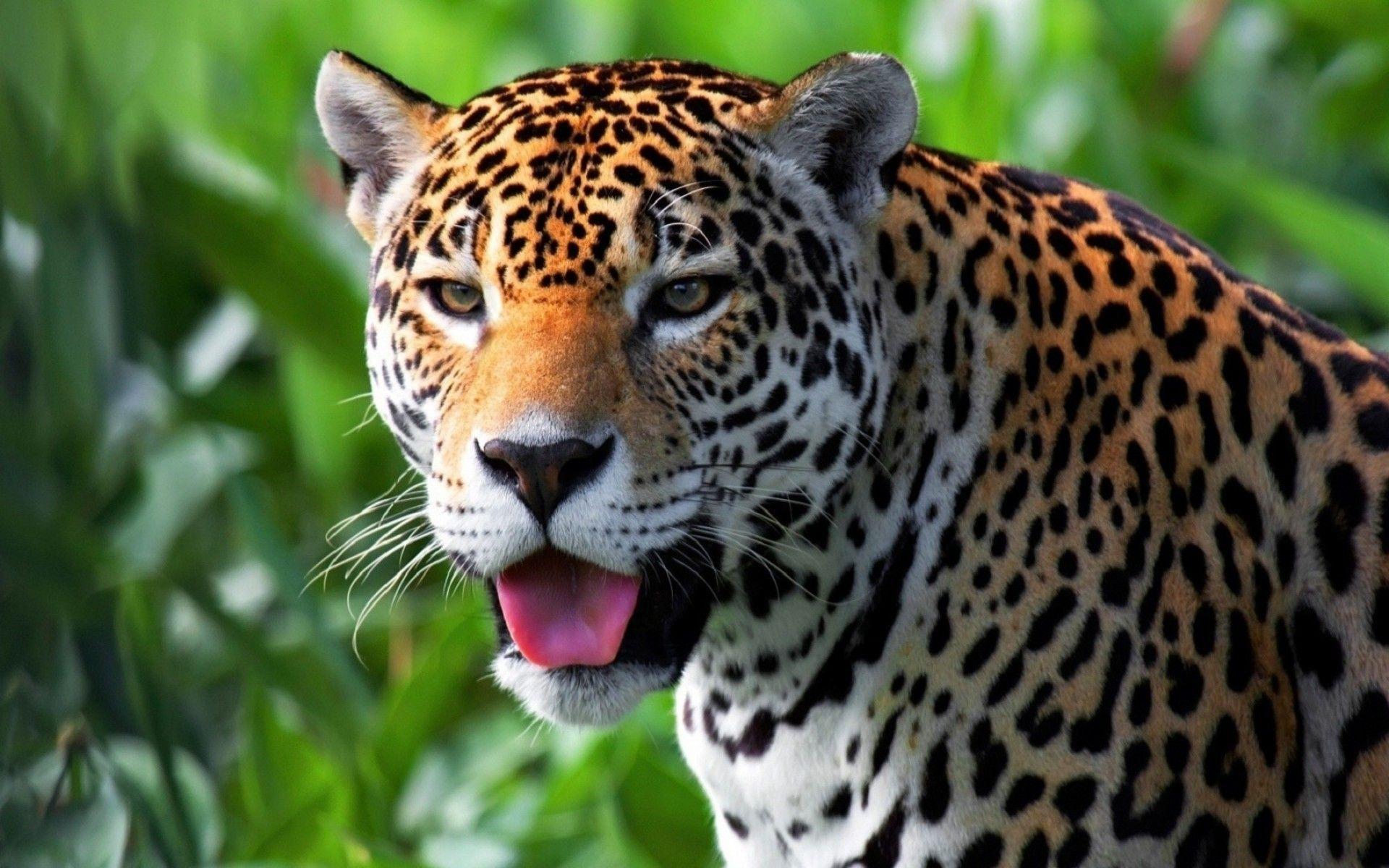 1920x1200 jaguars animals wallpaper and background. Animal