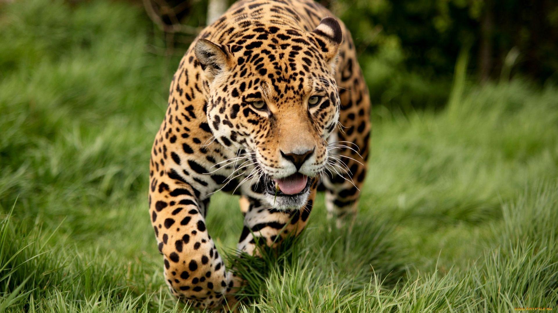 1920x1080 1080p Jaguar Full HD Wallpaper And Picture