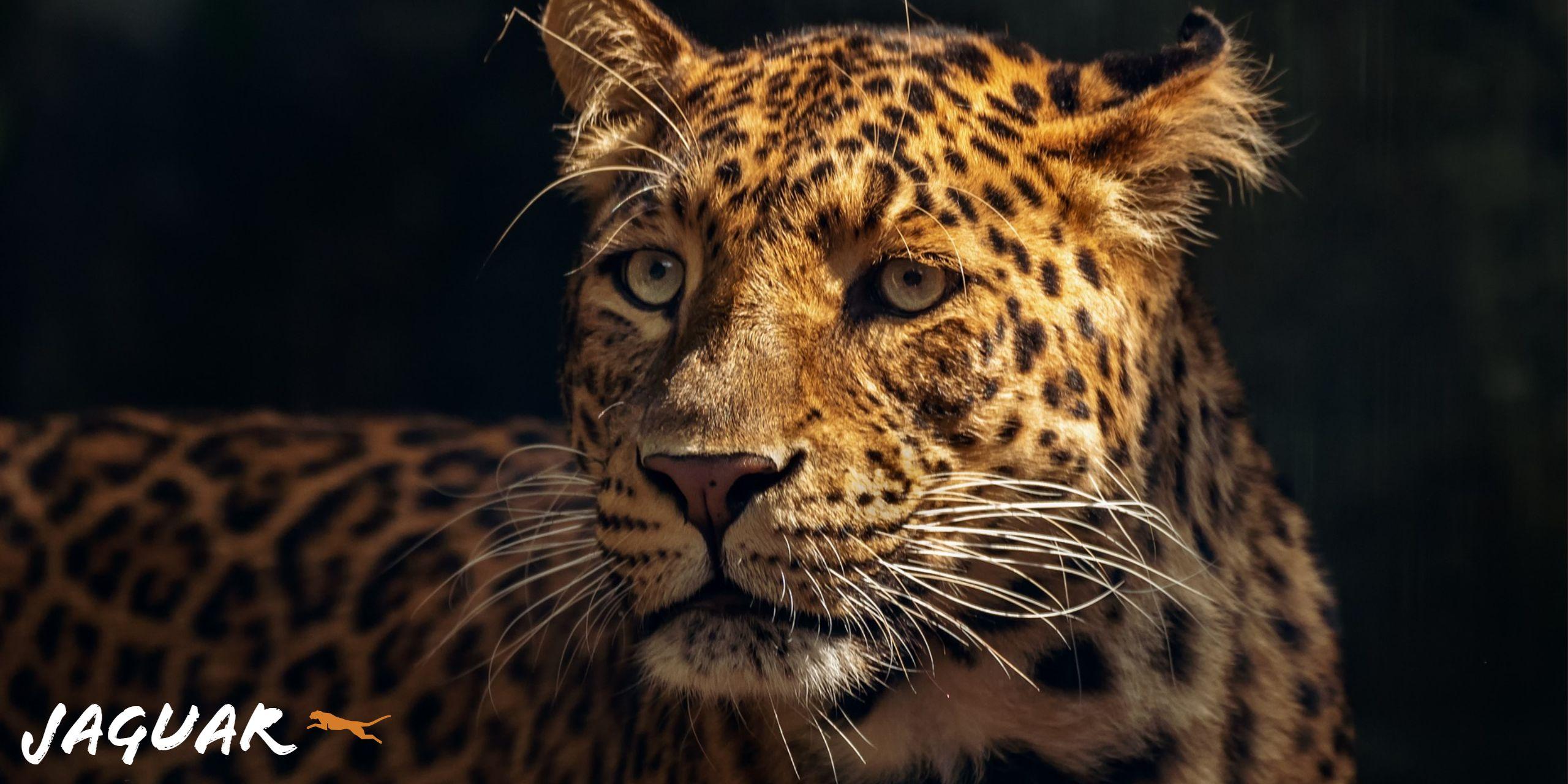 2560x1280 Jaguar Portrait HD Wallpaper