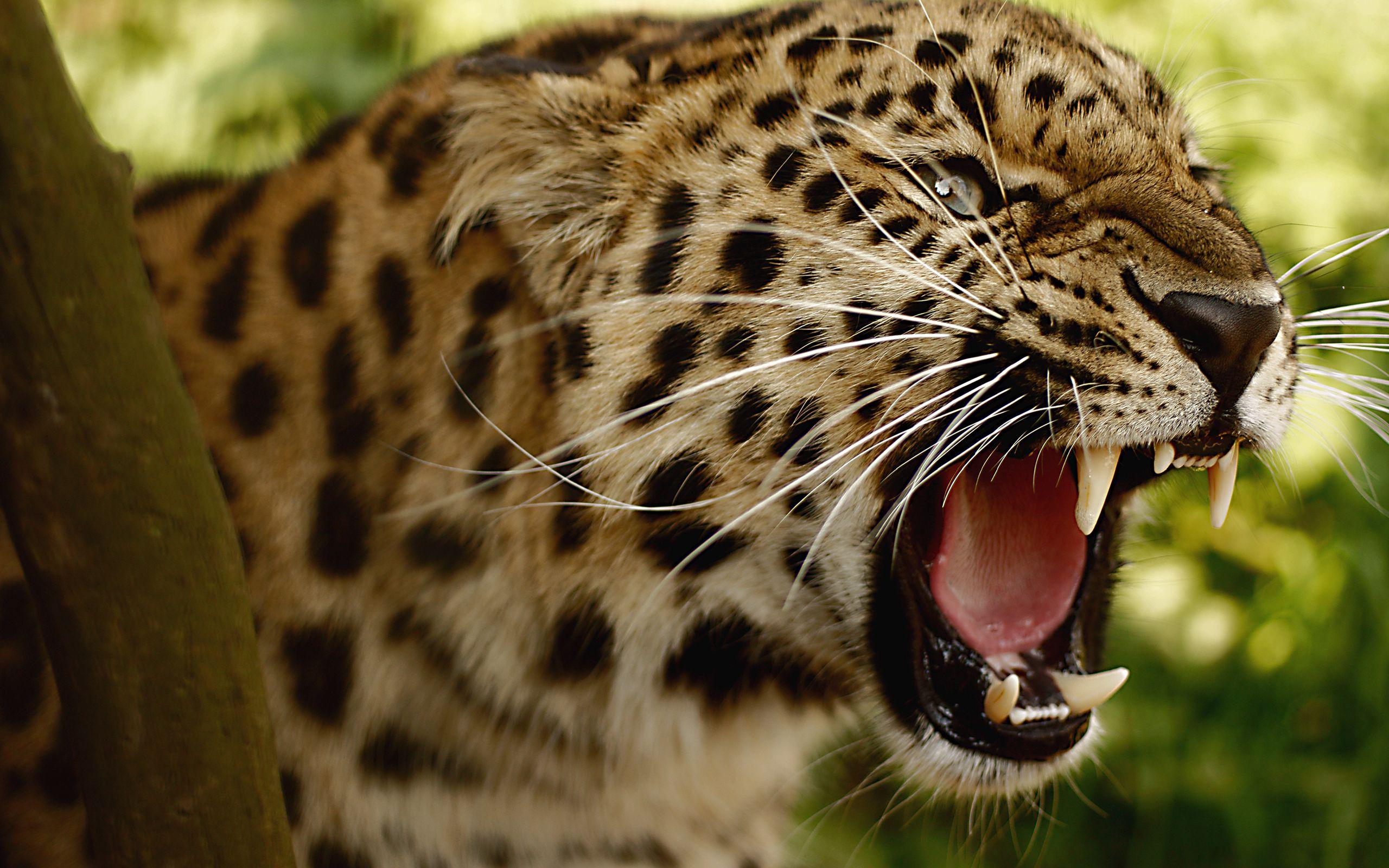 2560x1600 Jaguar HD Wallpaper. Background
