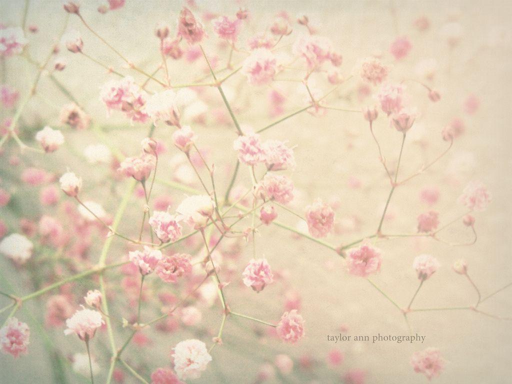 1024x768 Pastel Cherry Blossom Wallpaper