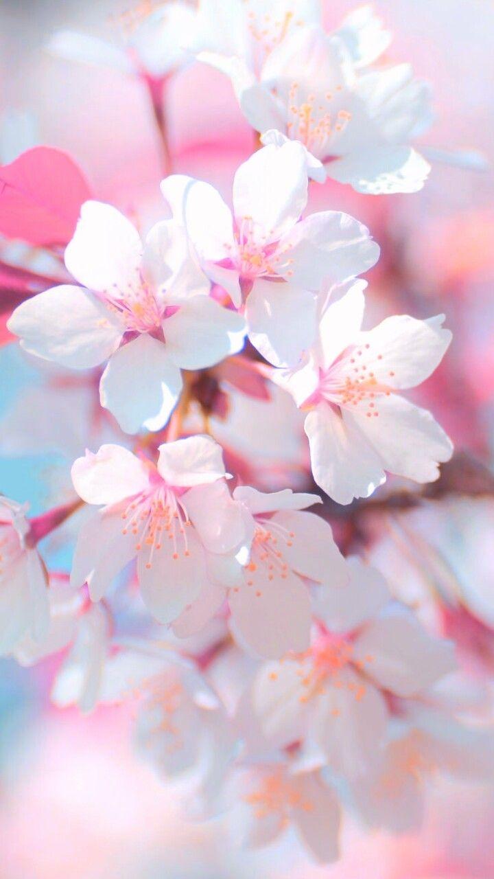 720x1280 art, background, beautiful, beauty, cherry blossom, colorful