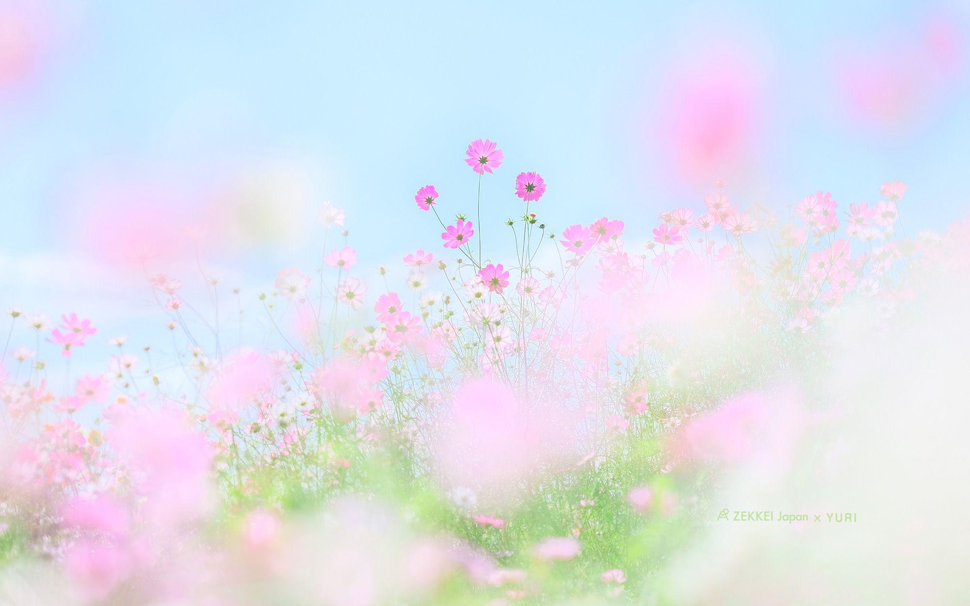 Pastel PC Wallpapers Top Free Pastel PC Backgrounds WallpaperAccess