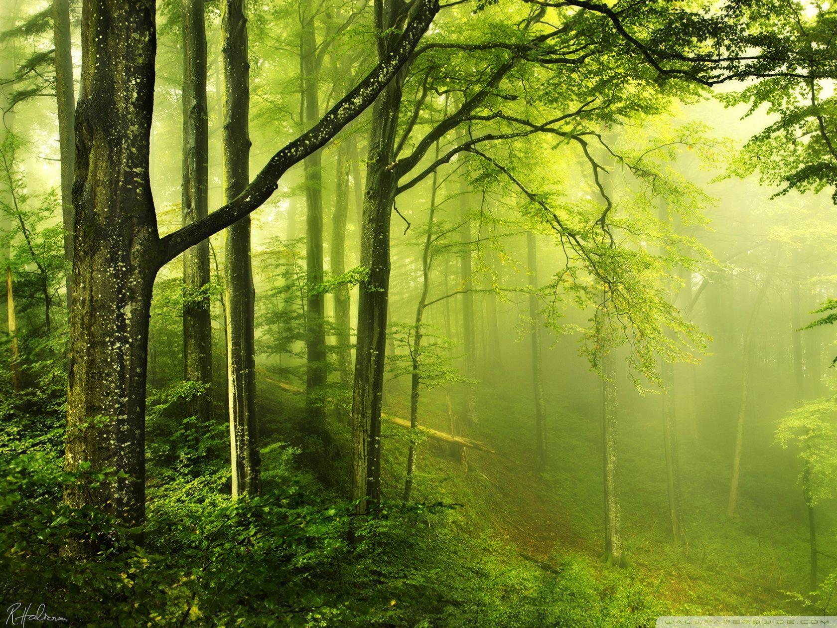 Beautiful Forest HD Wallpapers - Top Free Beautiful Forest HD ...