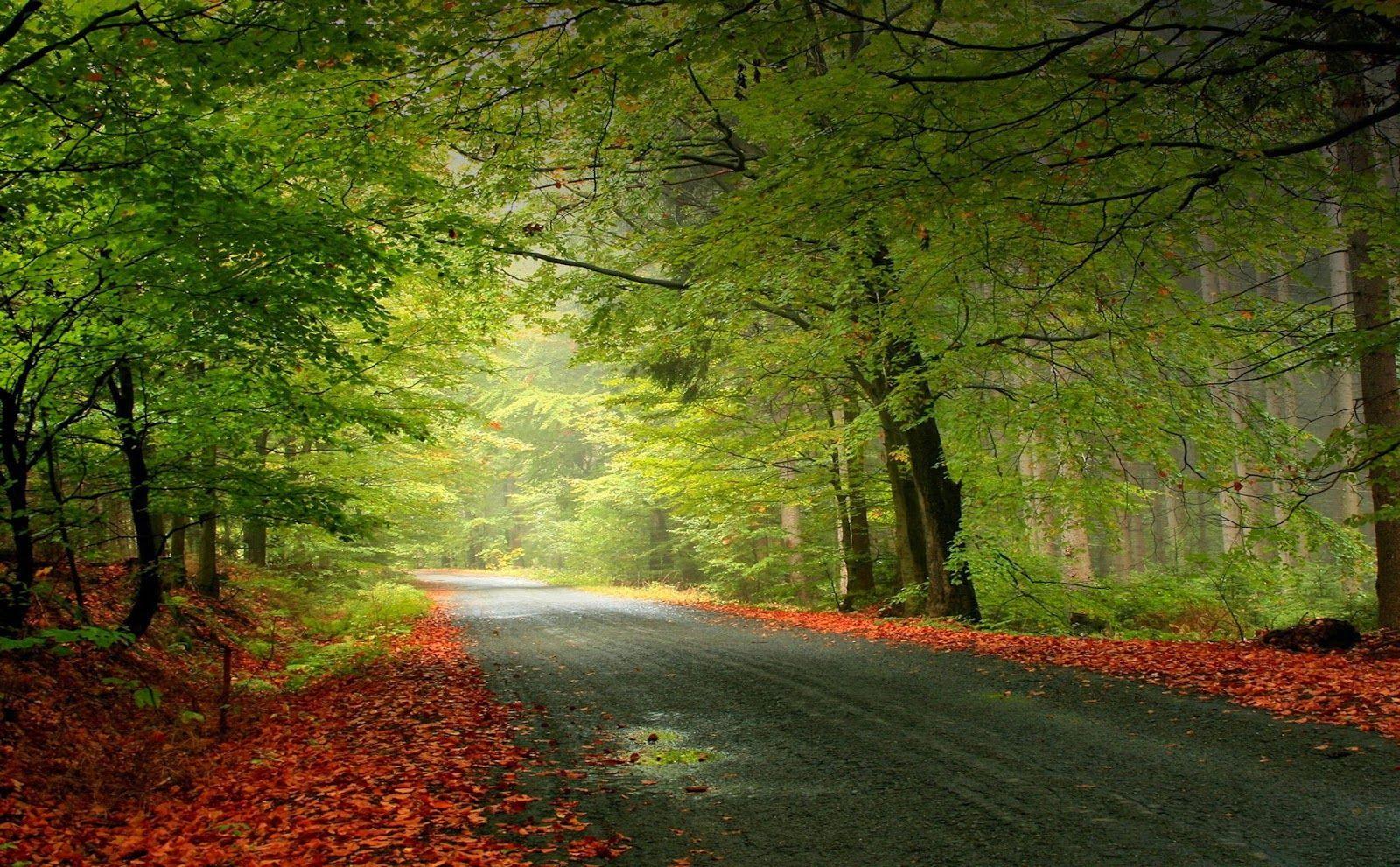 Beautiful Forest HD Wallpapers - Top Free Beautiful Forest HD ...