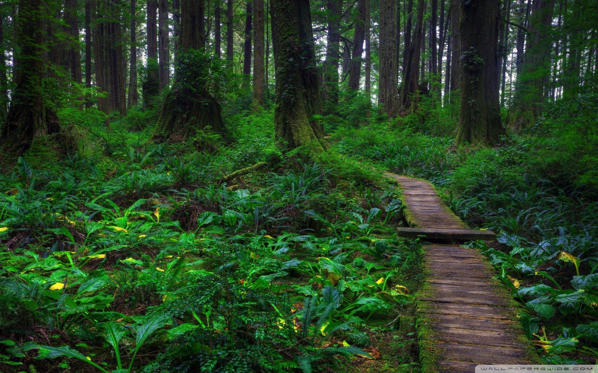 1920x1200 Beautiful Forest Path ❤ 4K HD Desktop Wallpaper for 4K