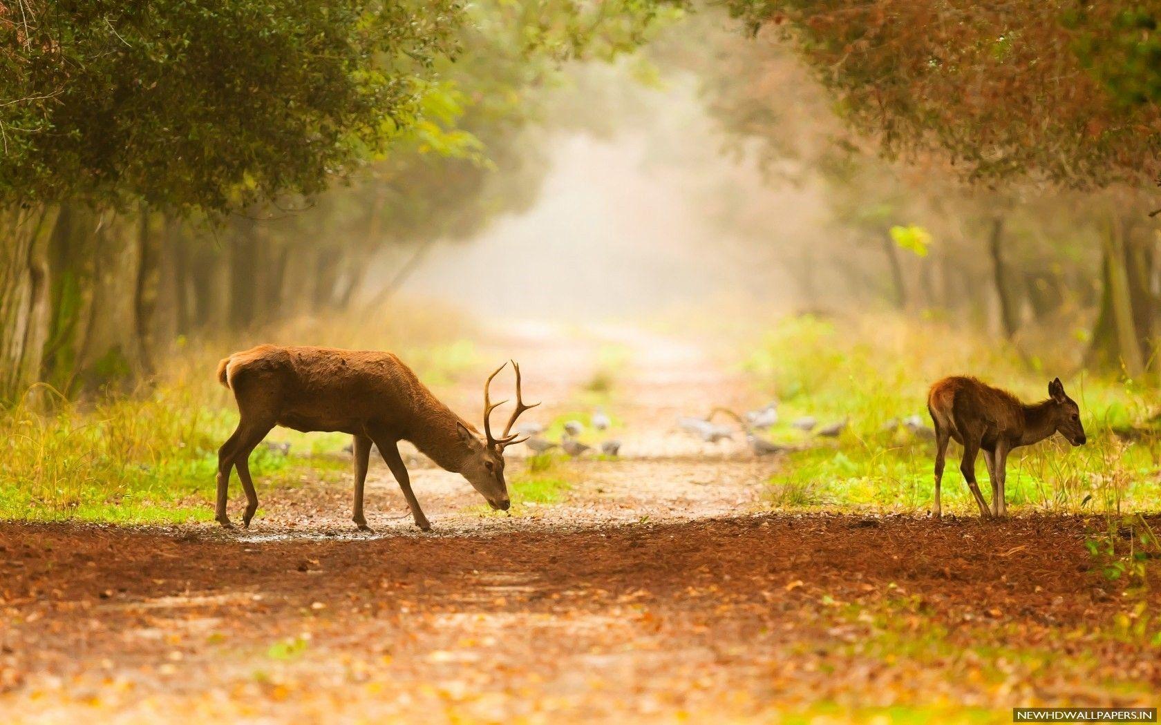 1680x1050 Beautiful Deer In Forest HD Wallpaper