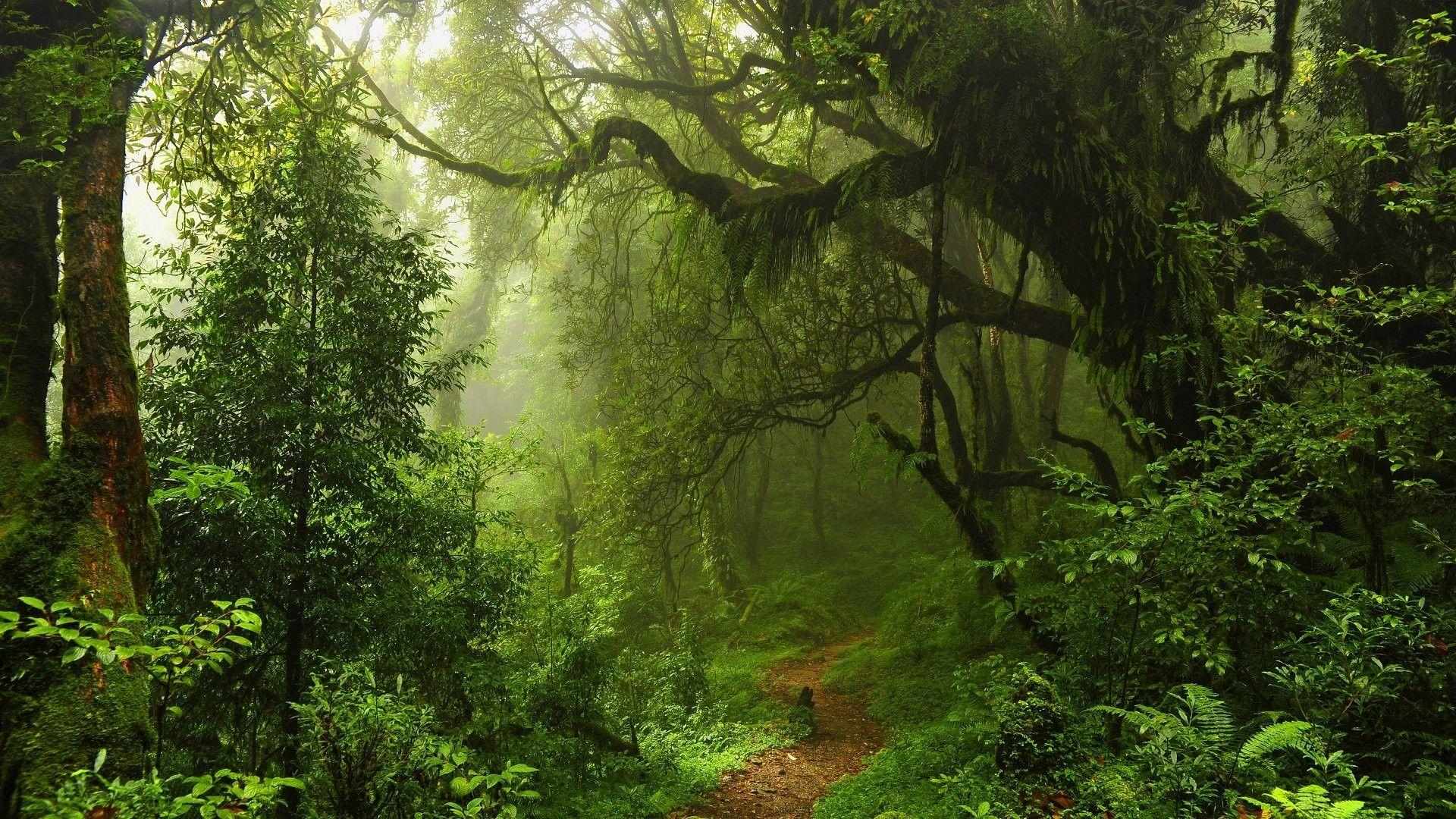 1920x1080 Download HD Wallpaper, Widescreen, Forest, Plant, Mac