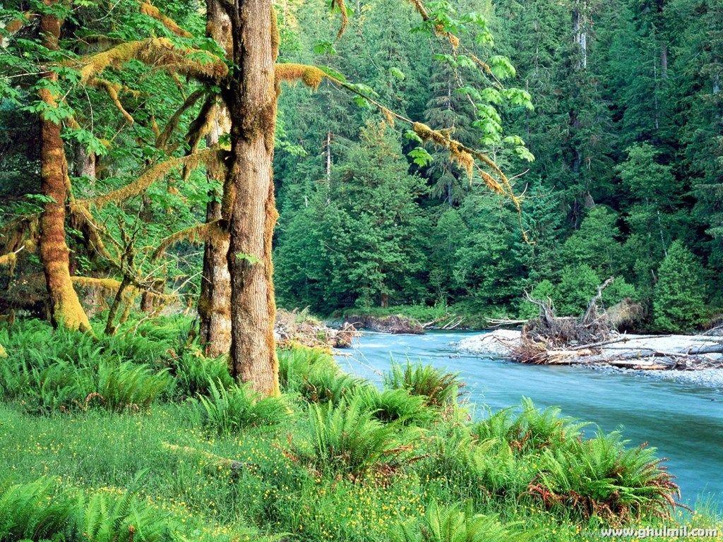 1024x768 Beautiful Forest Android HD Wallpaper 5013 HD Wallpaper