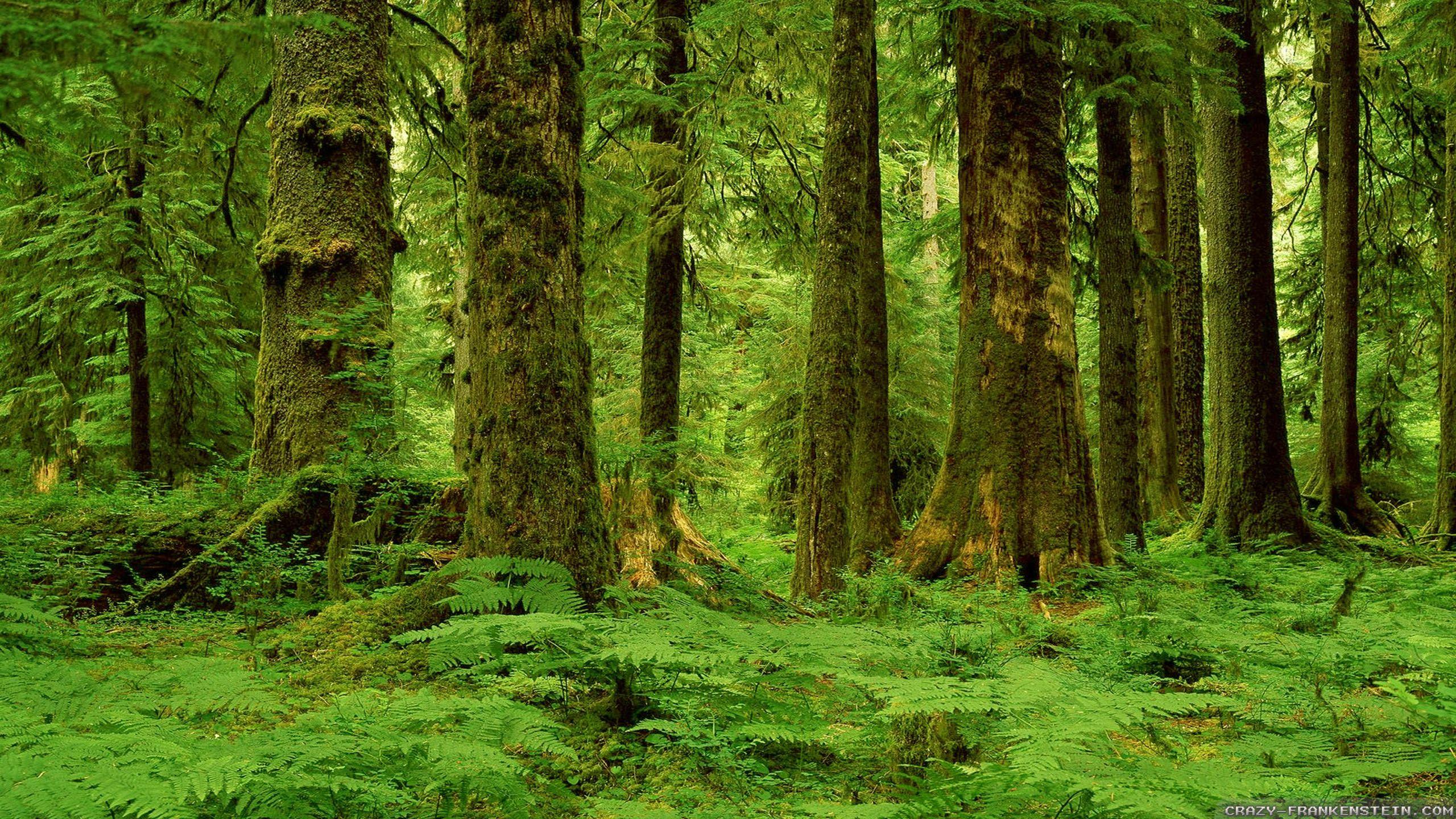 2560x1440 Hd Forest Wallpaper