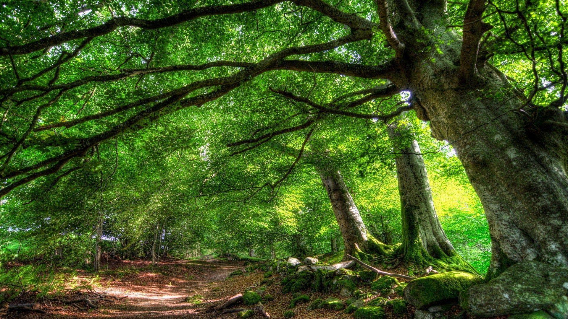 1920x1080 Forest Desktop Background Free