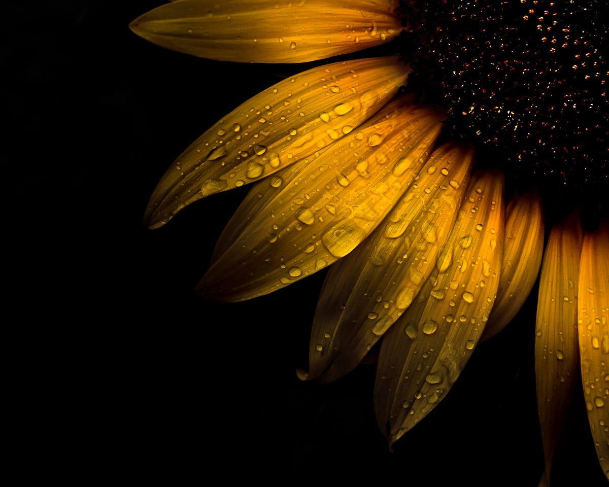 Simple Sunflower Wallpapers - Top Free Simple Sunflower Backgrounds ...