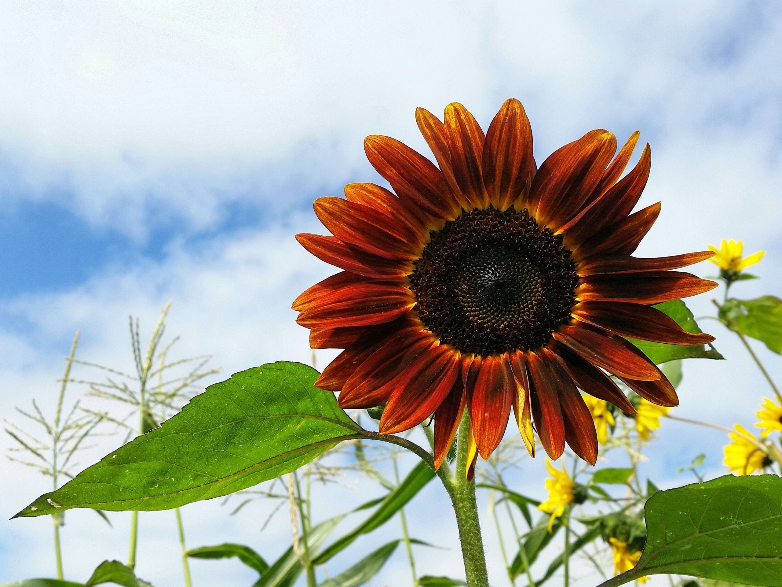 2560x1920 HD Red Sunflower Wallpaper