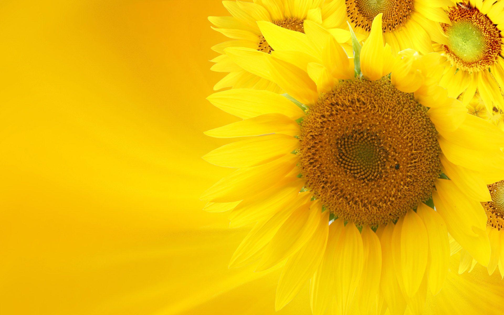 Abstract Sunflower Wallpapers - Top Free Abstract Sunflower Backgrounds - WallpaperAccess